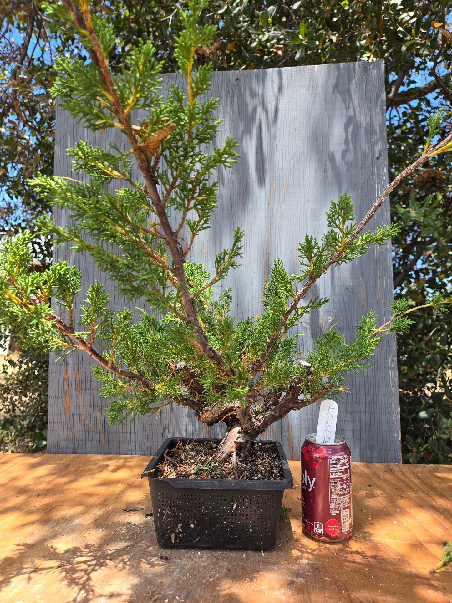 Kishu Shimpaku Juniper, JCS JUL 03