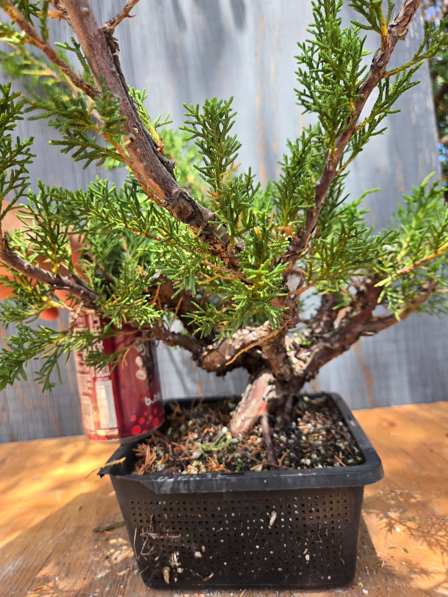 Kishu Shimpaku Juniper, JCS JUL 03