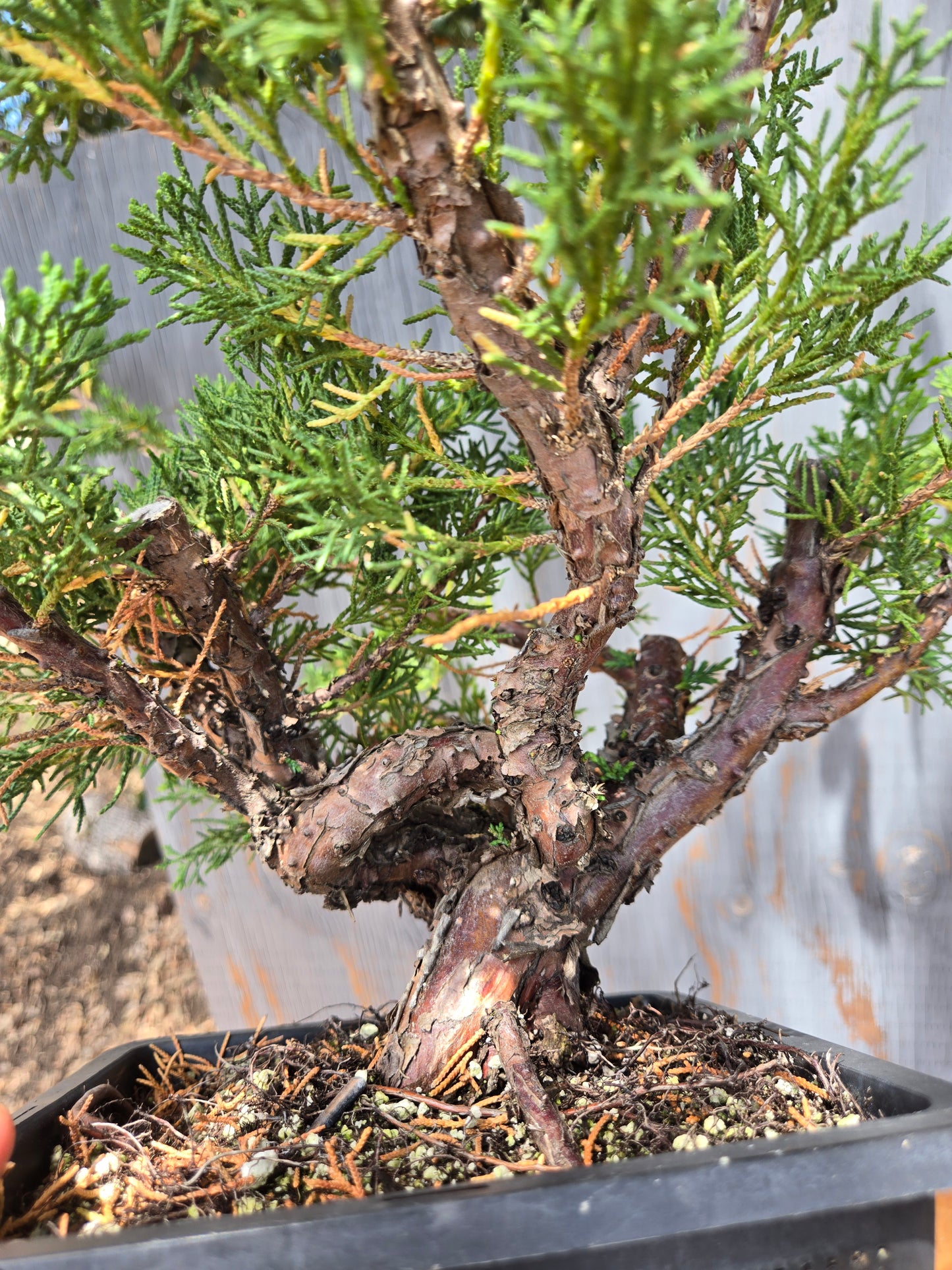 Kishu Shimpaku Juniper, JCS JUL 03