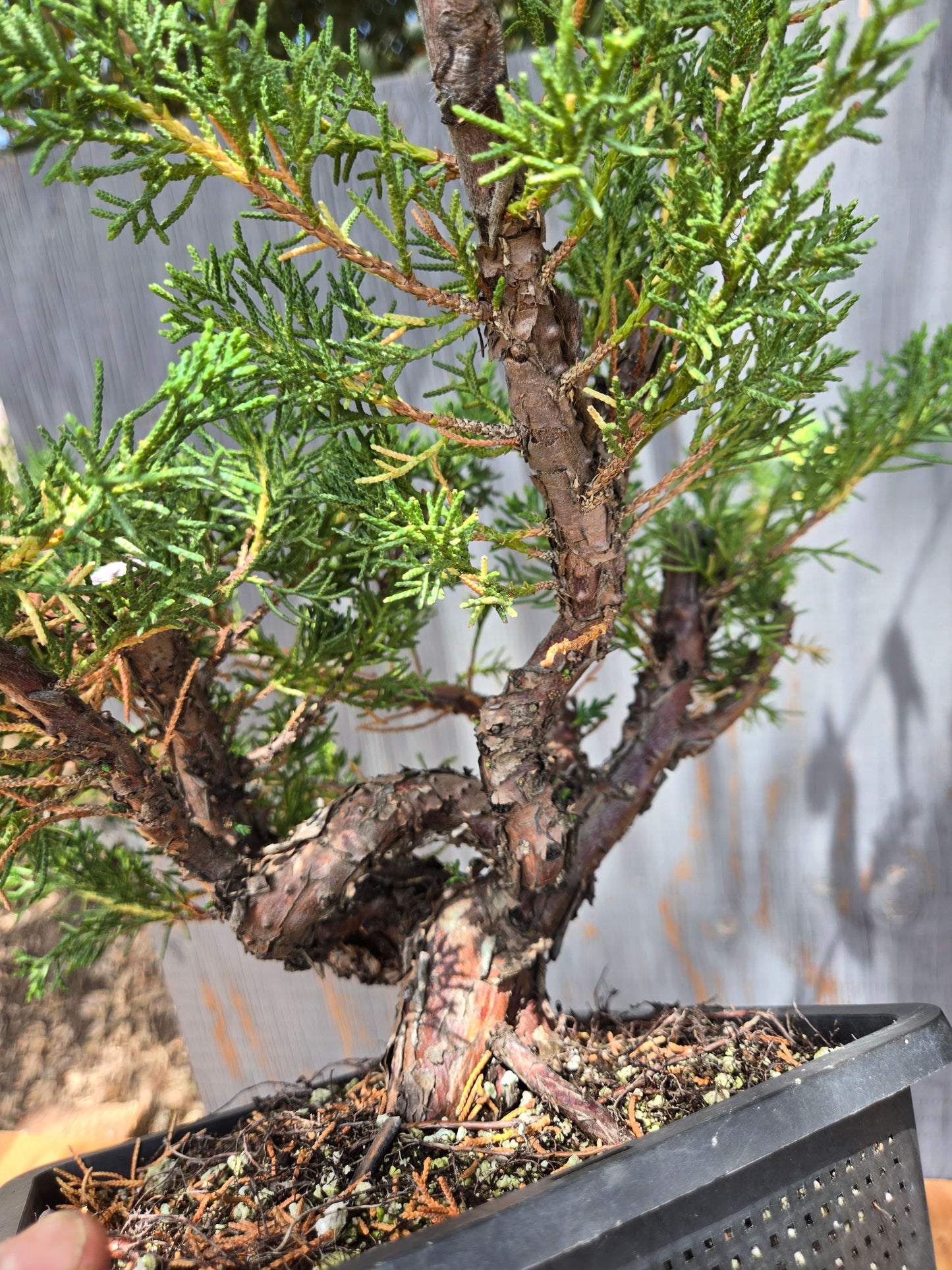 Kishu Shimpaku Juniper, JCS JUL 03