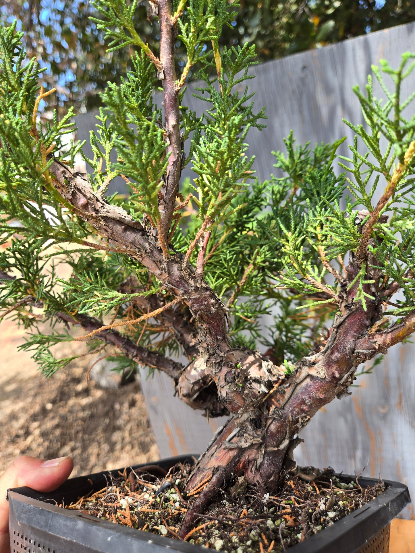 Kishu Shimpaku Juniper, JCS JUL 03