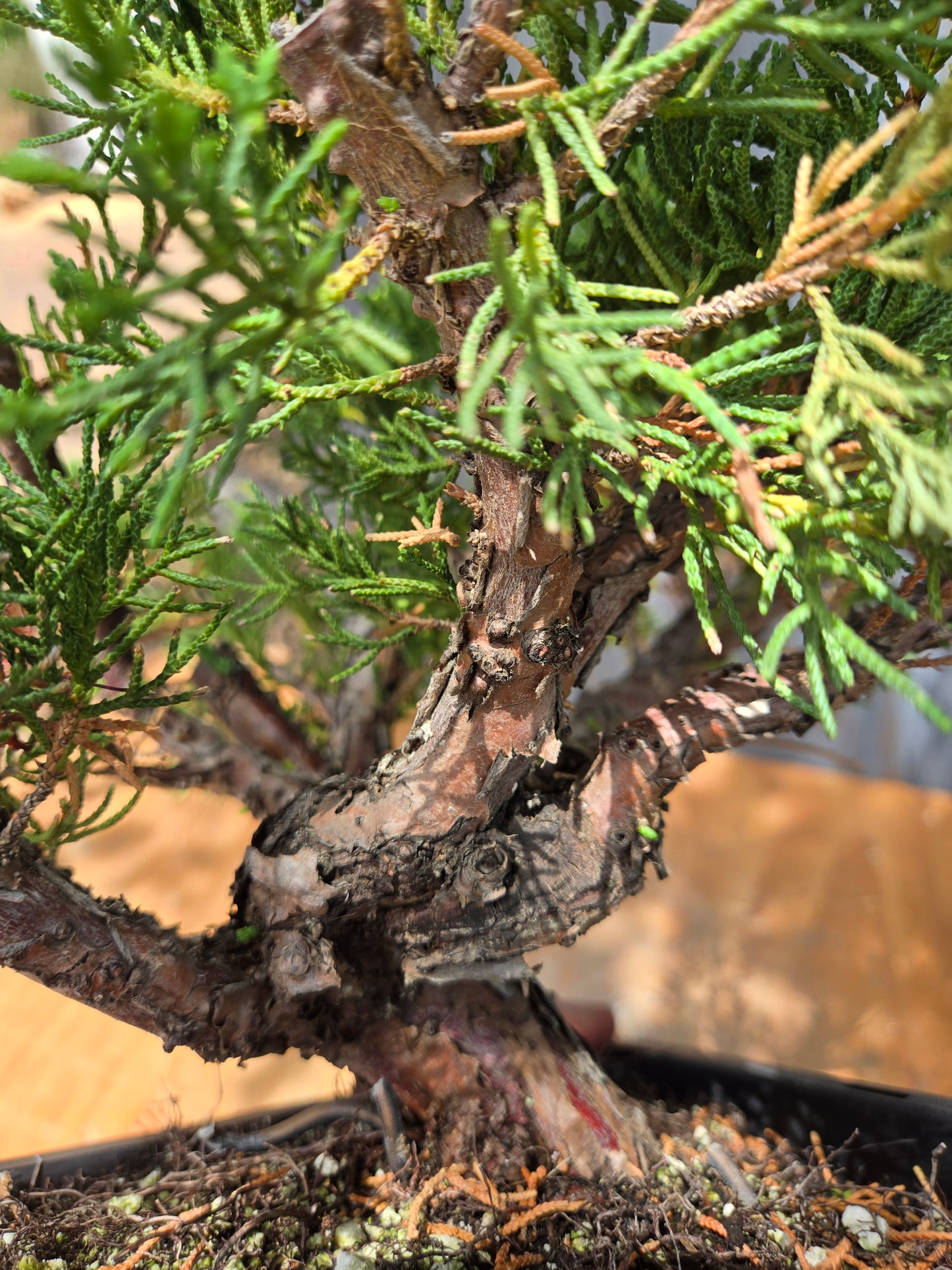 Kishu Shimpaku Juniper, JCS JUL 03
