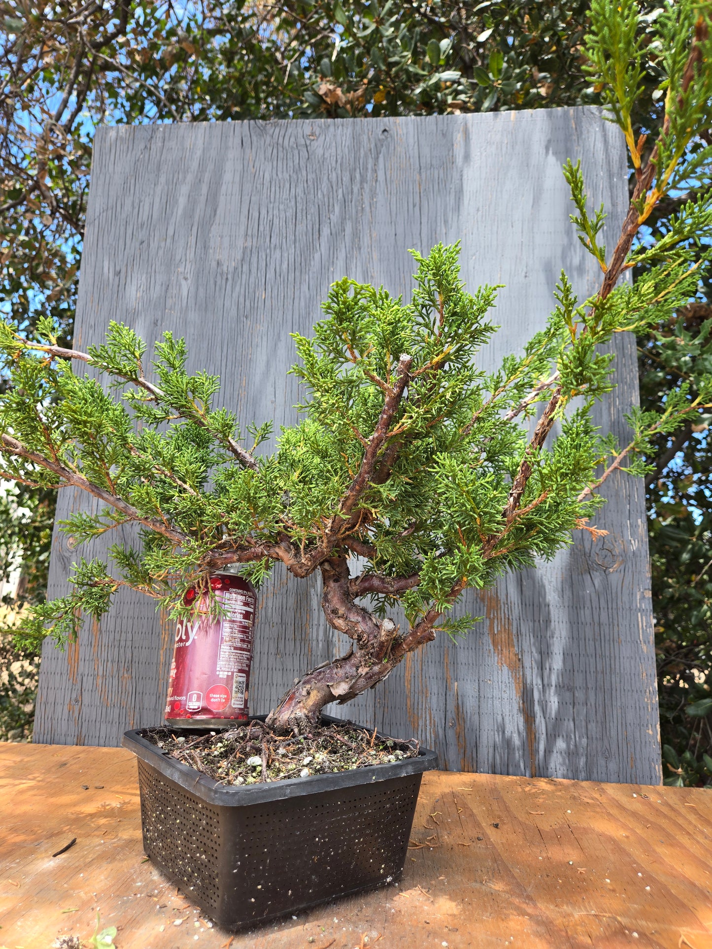 Kishu Shimpaku Juniper, JCS JUL 04