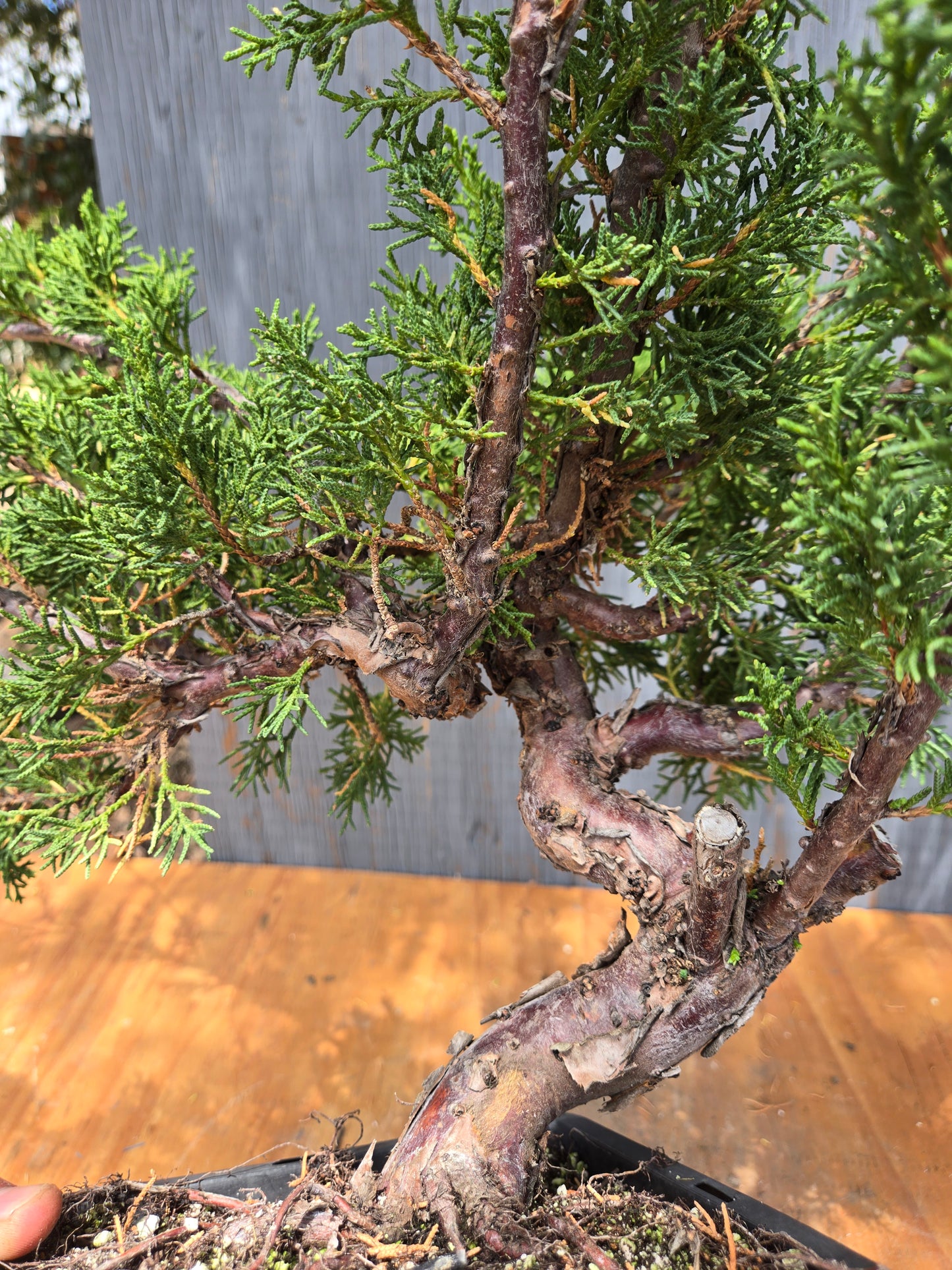 Kishu Shimpaku Juniper, JCS JUL 04