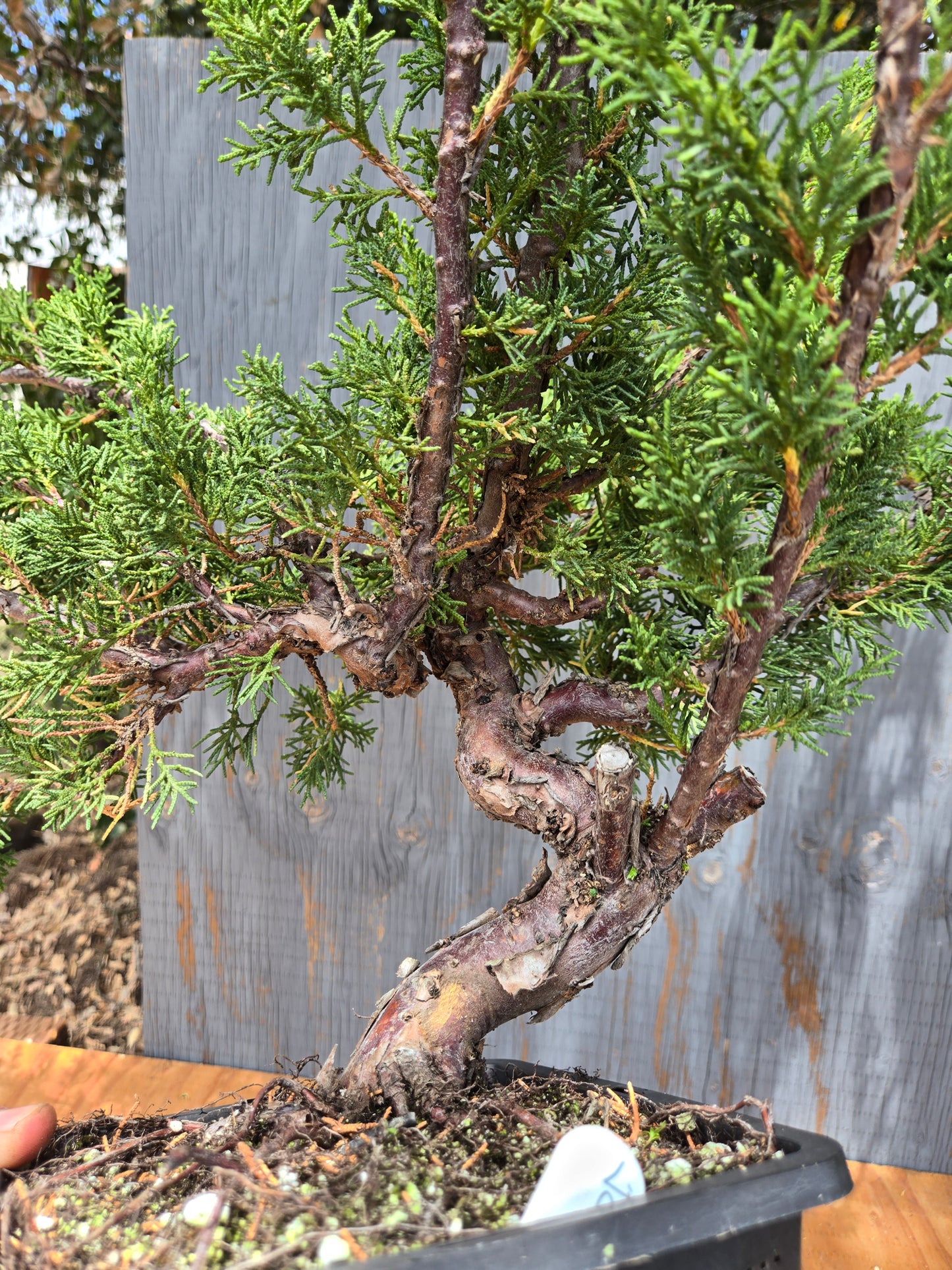 Kishu Shimpaku Juniper, JCS JUL 04