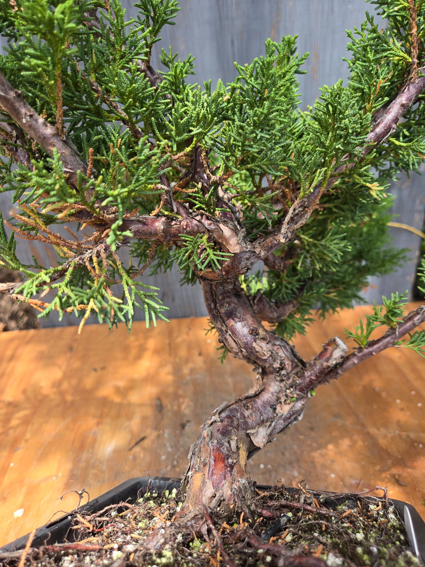 Kishu Shimpaku Juniper, JCS JUL 04