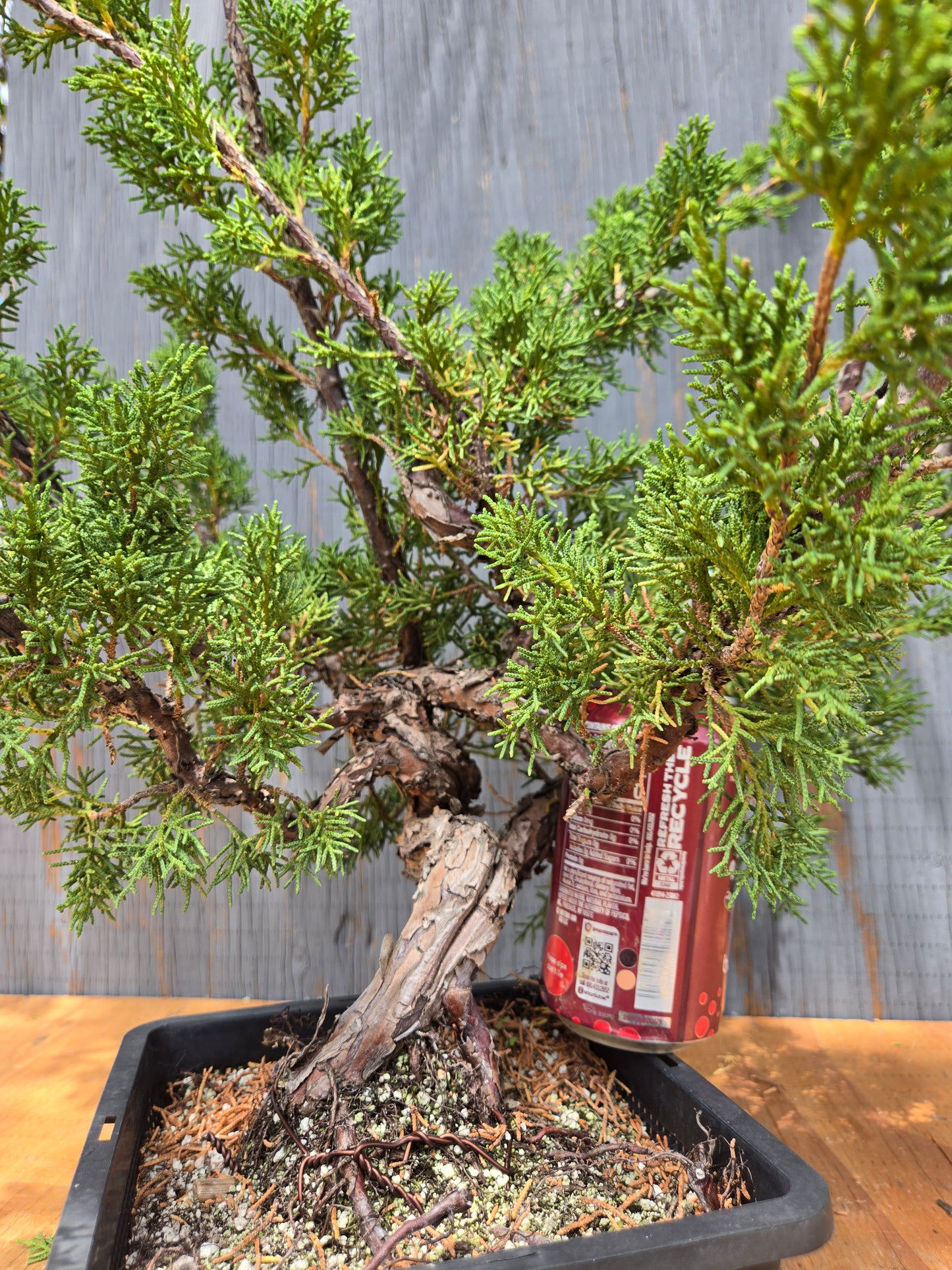 Kishu Shimpaku Juniper, JCS JUL 05