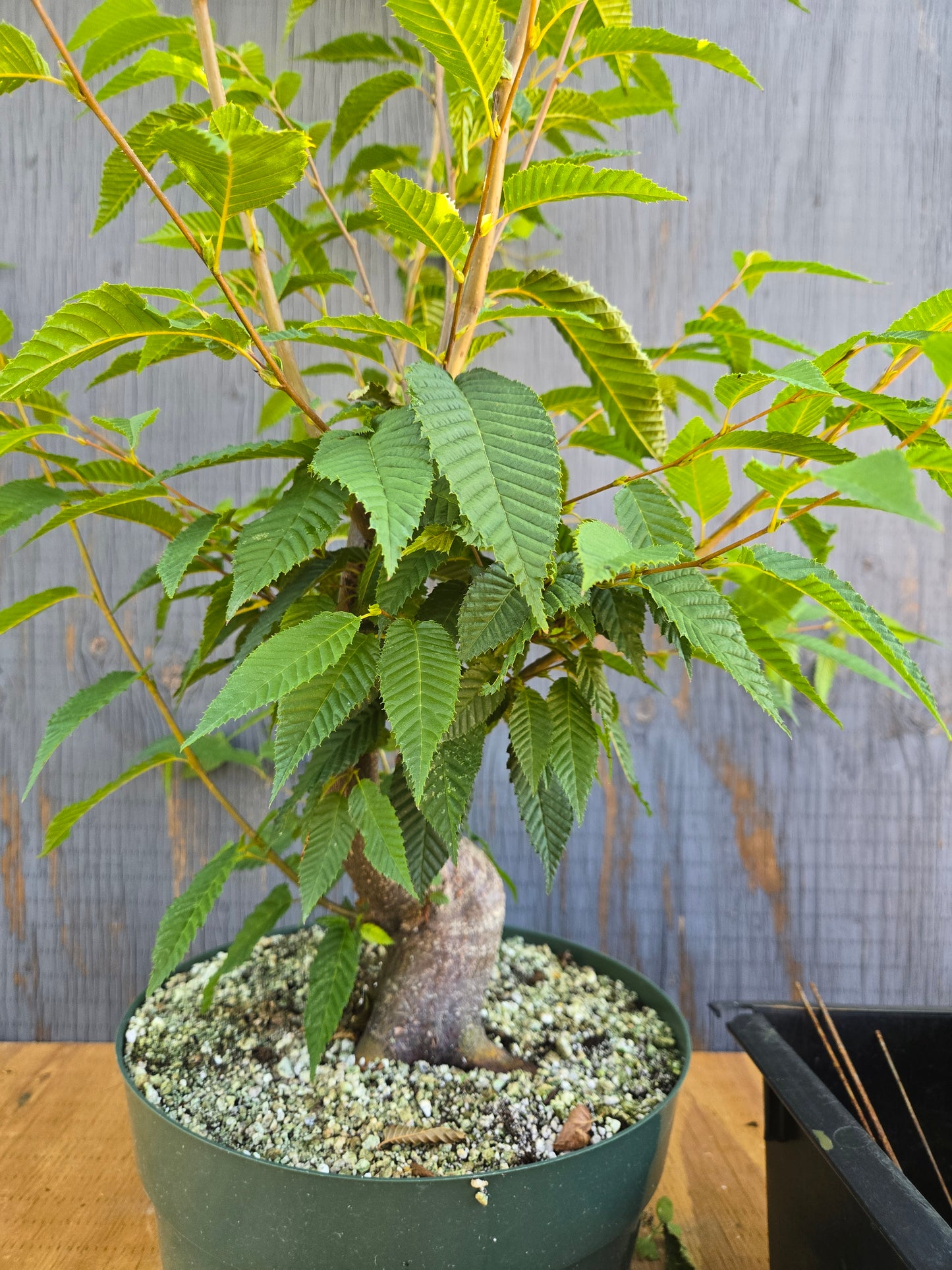 Carpinus japonica, Japanese Hornbeam, Cj AUG 00