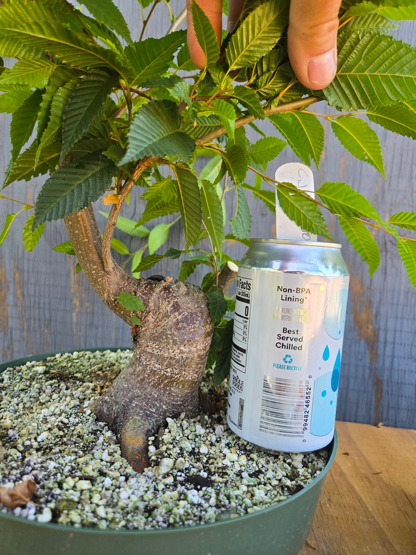 Carpinus japonica, Japanese Hornbeam, Cj AUG 00