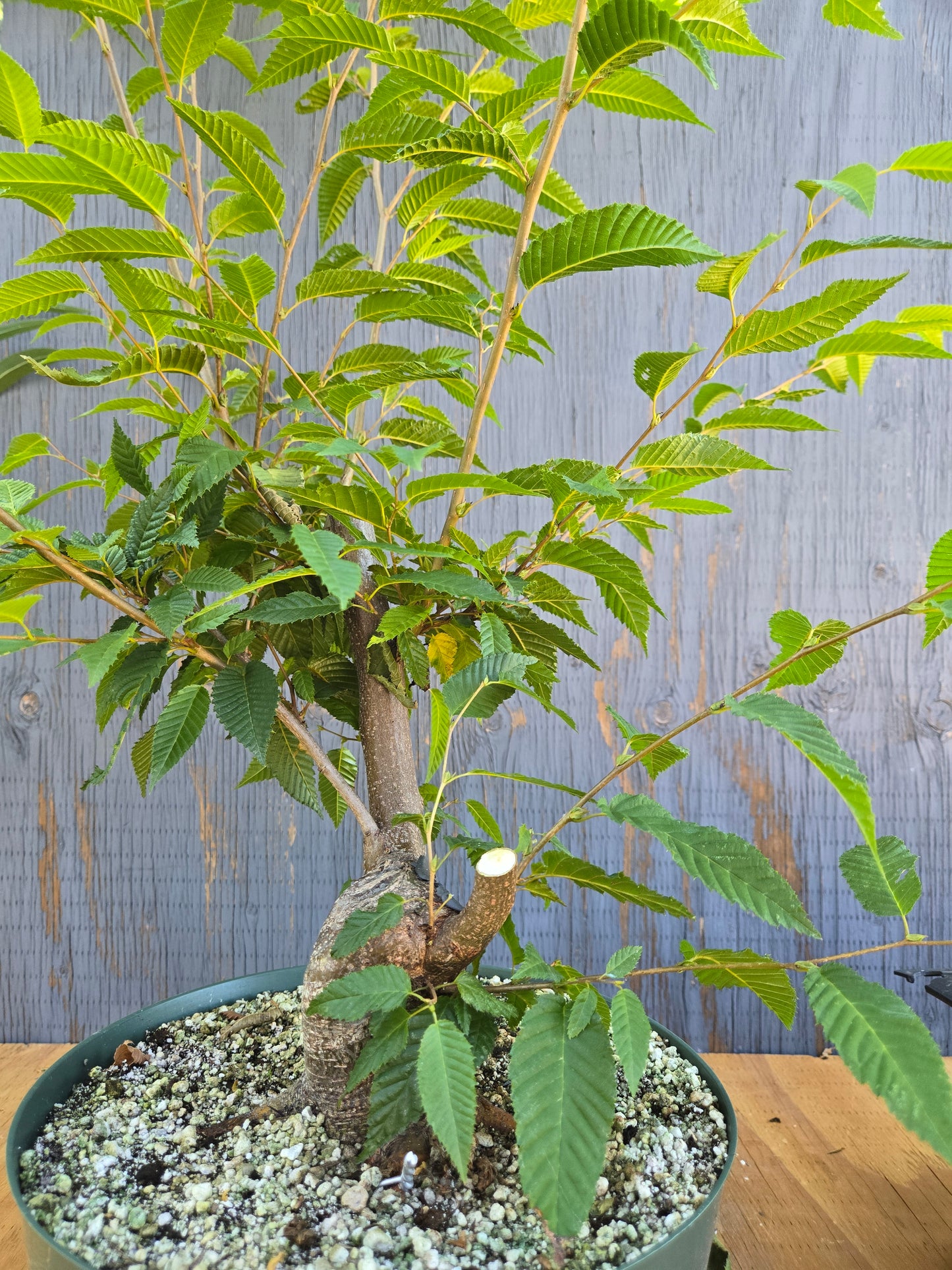 Carpinus japonica, Japanese Hornbeam, Cj AUG 00