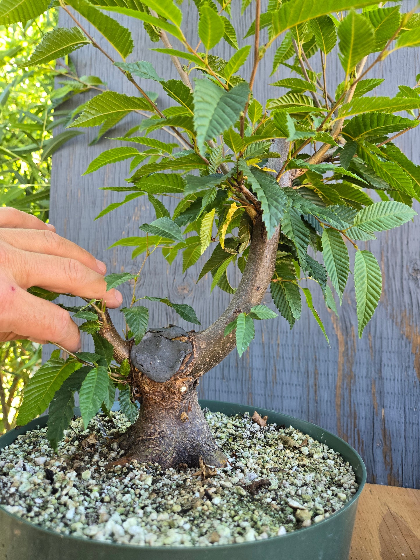 Carpinus japonica, Japanese Hornbeam, Cj AUG 00