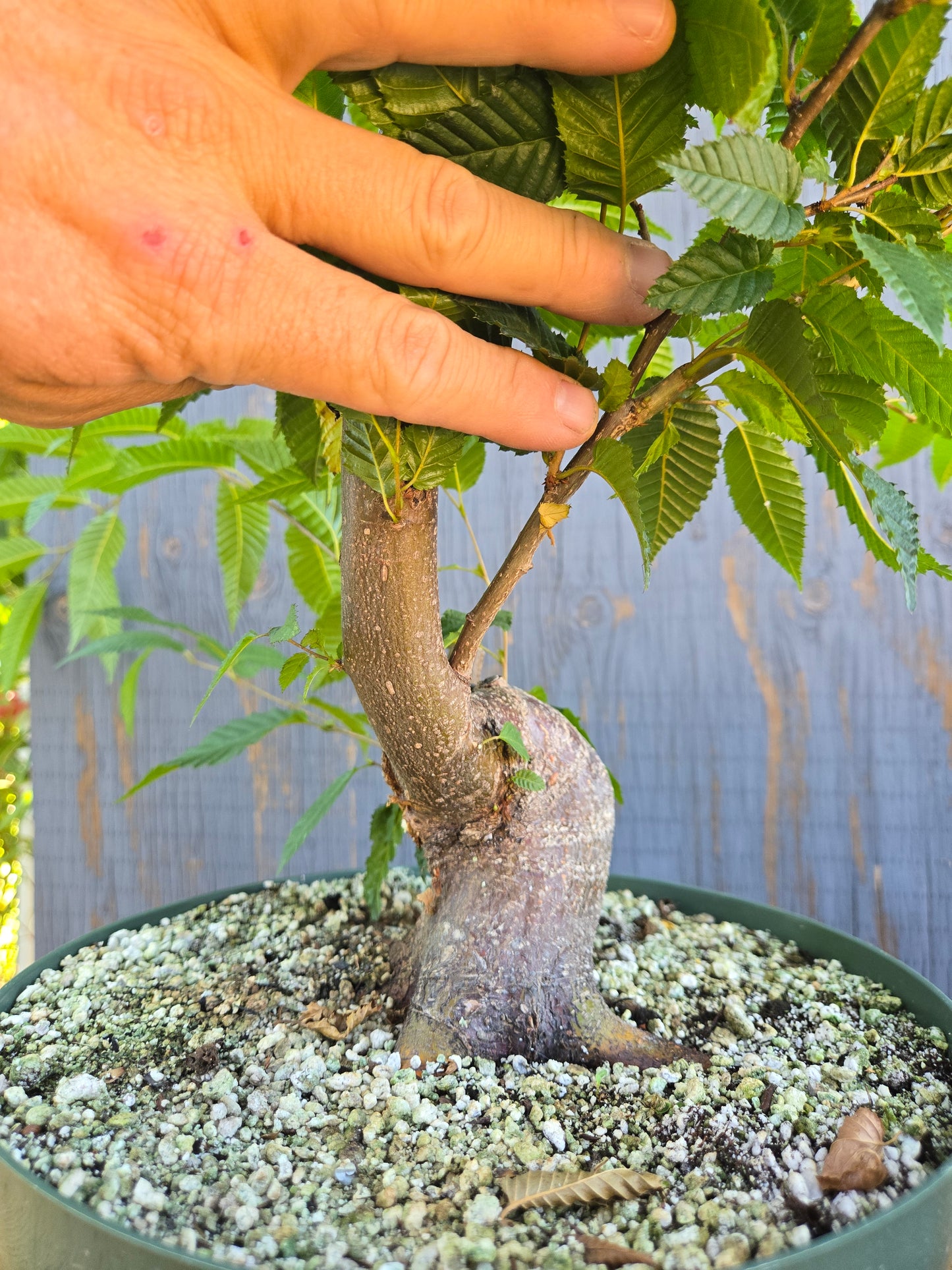 Carpinus japonica, Japanese Hornbeam, Cj AUG 00