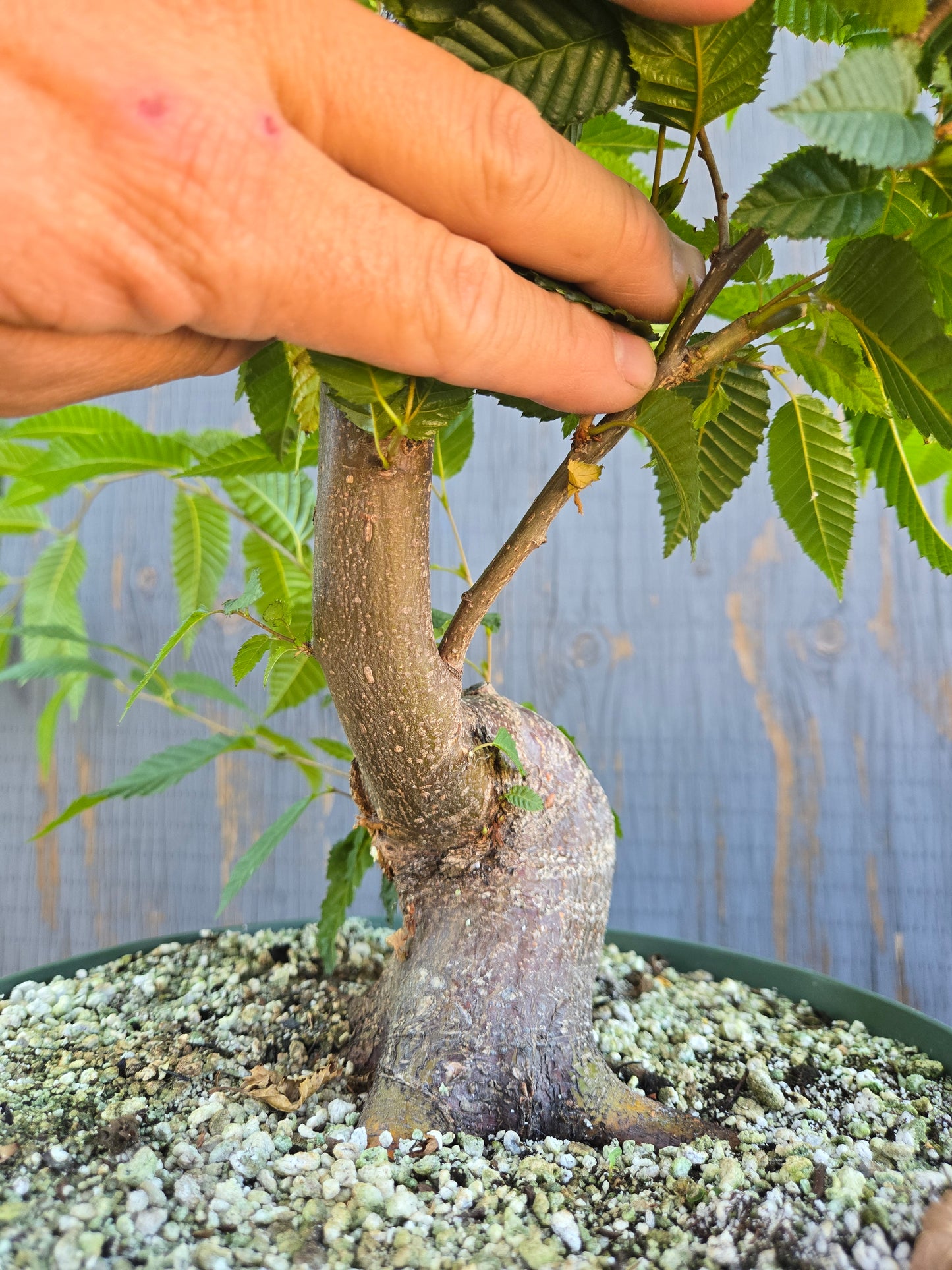 Carpinus japonica, Japanese Hornbeam, Cj AUG 00