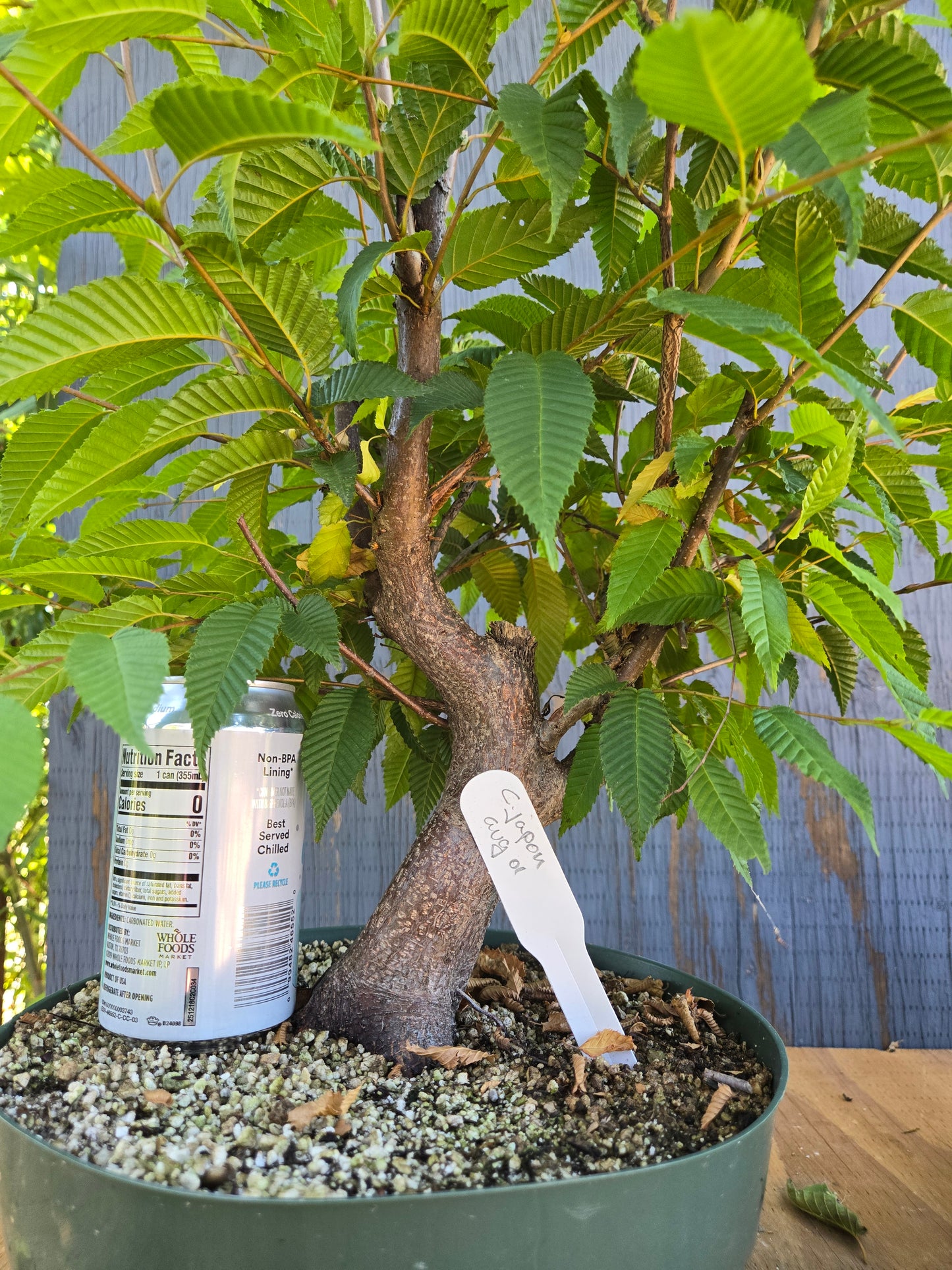Carpinus japonica, Japanese Hornbeam, Cj AUG 01