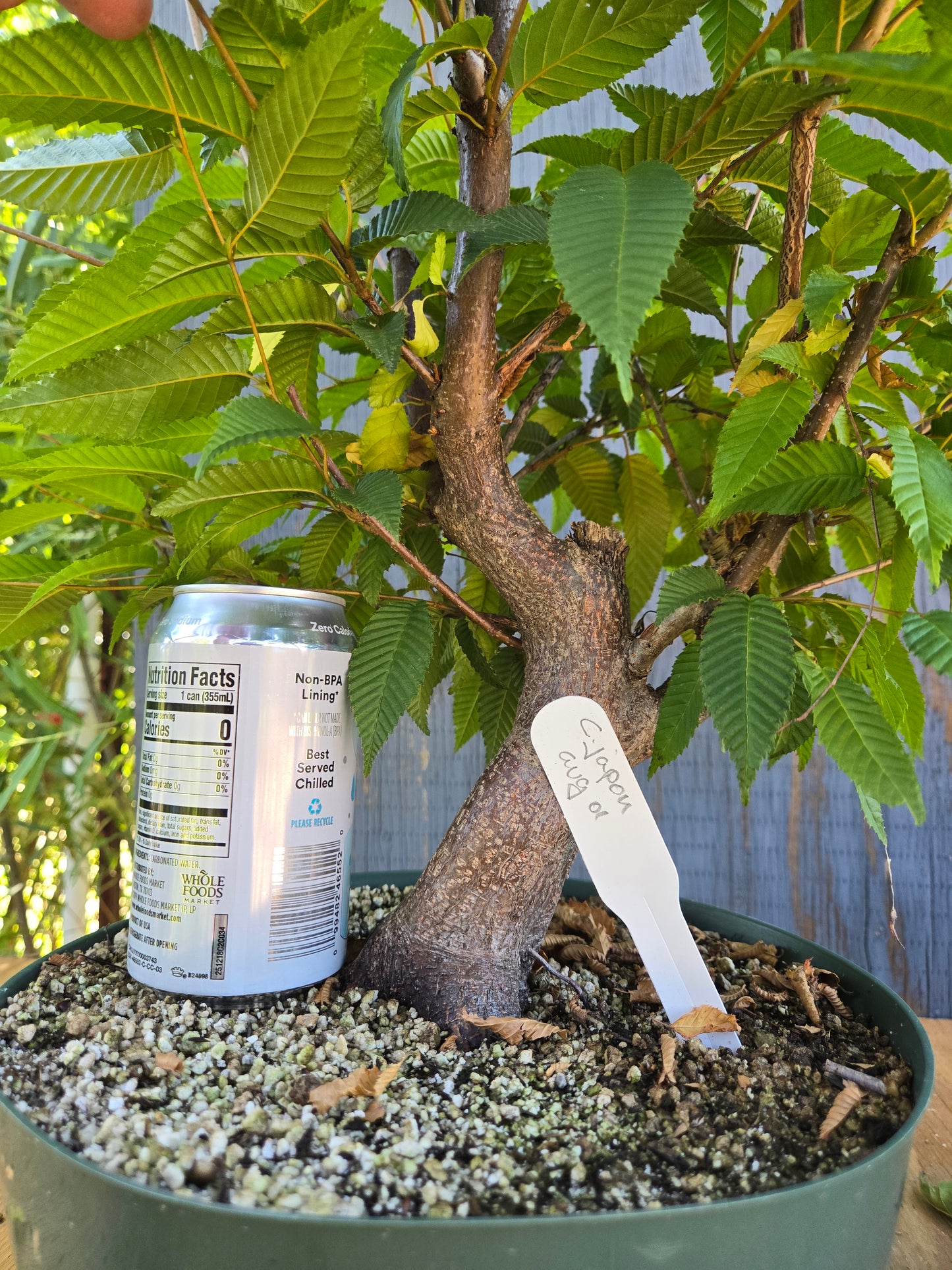 Carpinus japonica, Japanese Hornbeam, Cj AUG 01