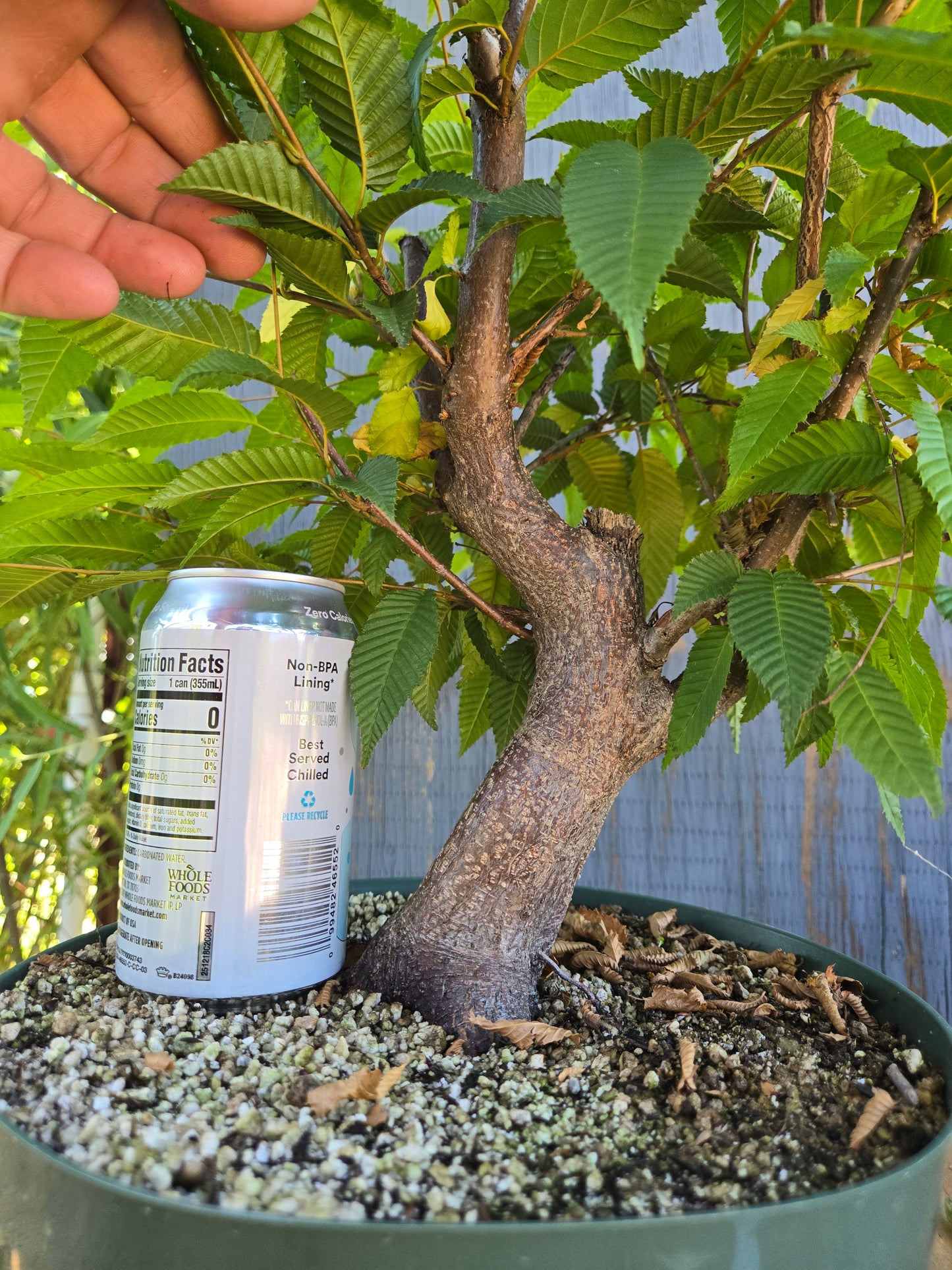 Carpinus japonica, Japanese Hornbeam, Cj AUG 01