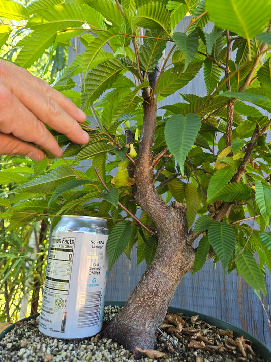 Carpinus japonica, Japanese Hornbeam, Cj AUG 01