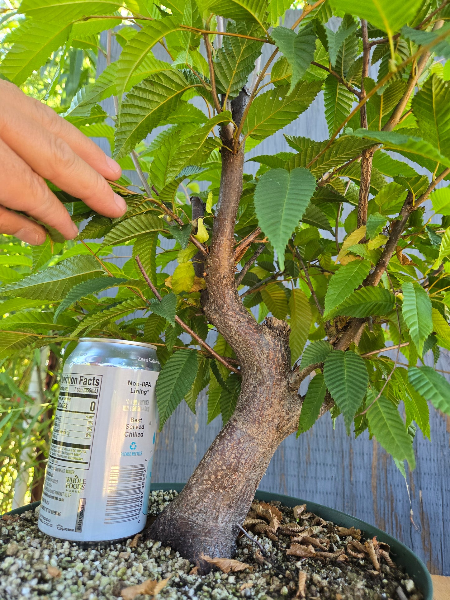 Carpinus japonica, Japanese Hornbeam, Cj AUG 01