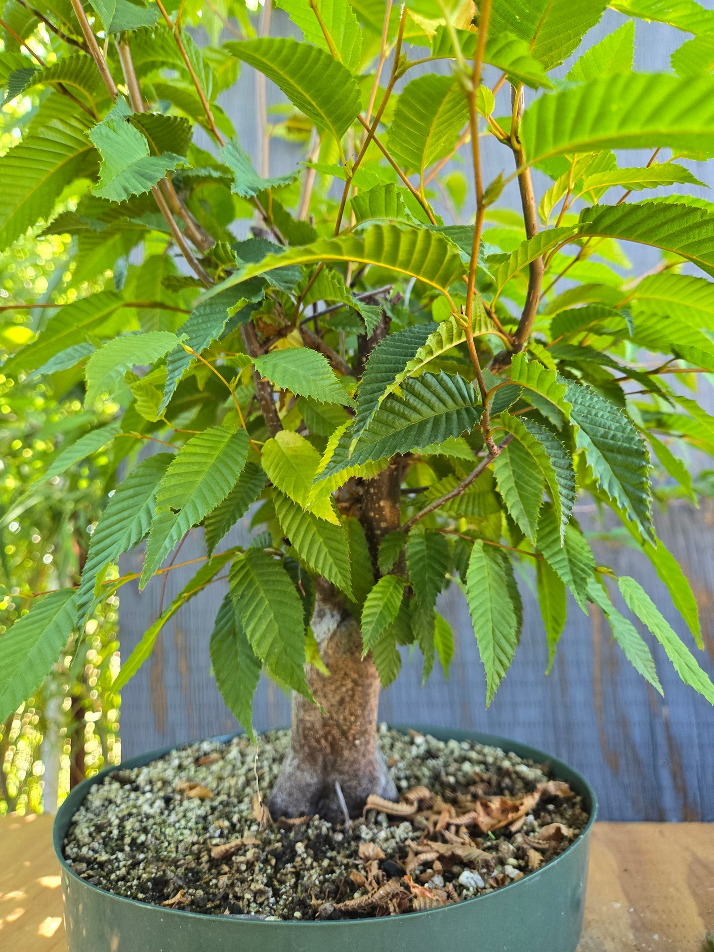 Carpinus japonica, Japanese Hornbeam, Cj AUG 01