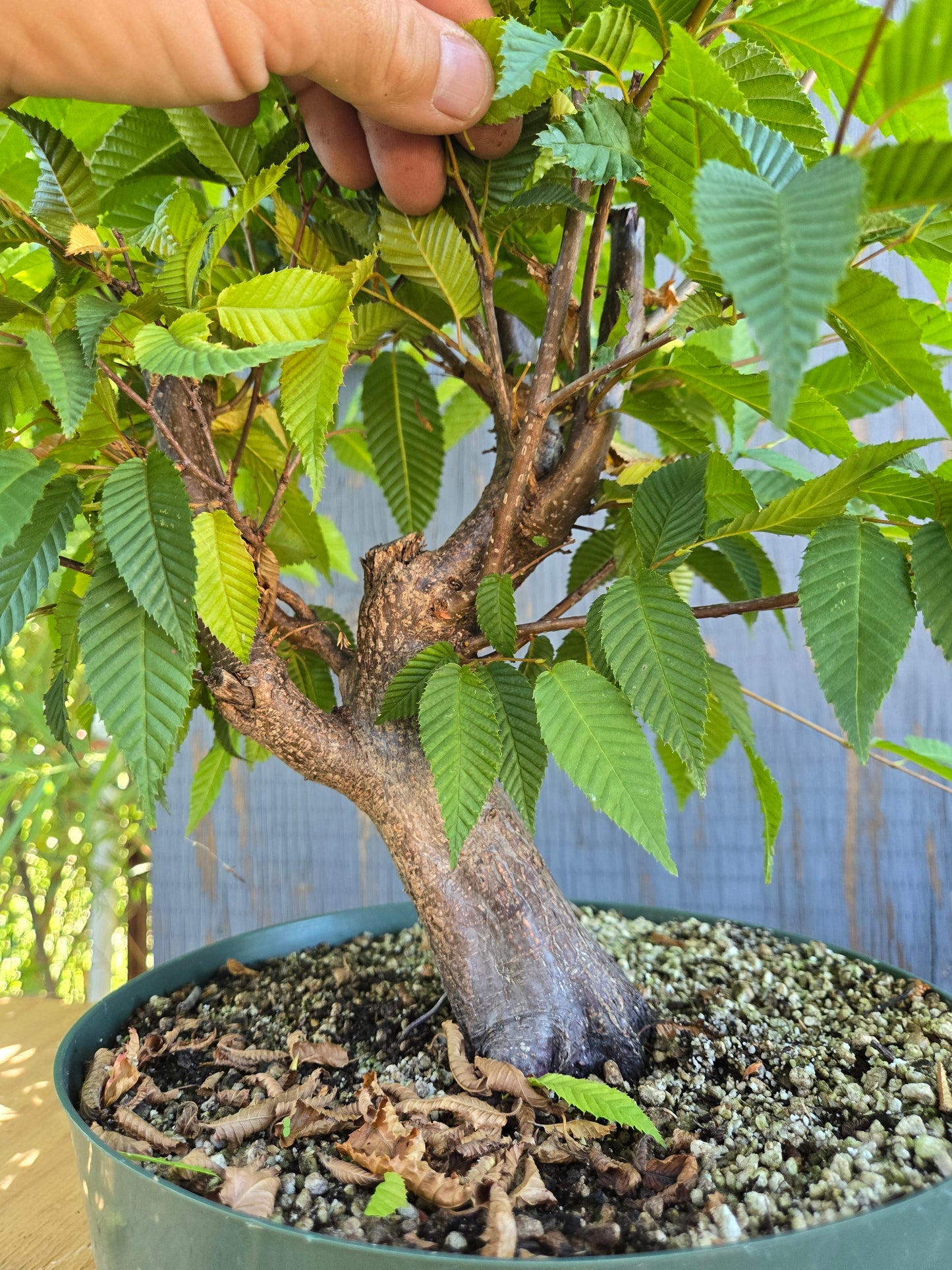Carpinus japonica, Japanese Hornbeam, Cj AUG 01