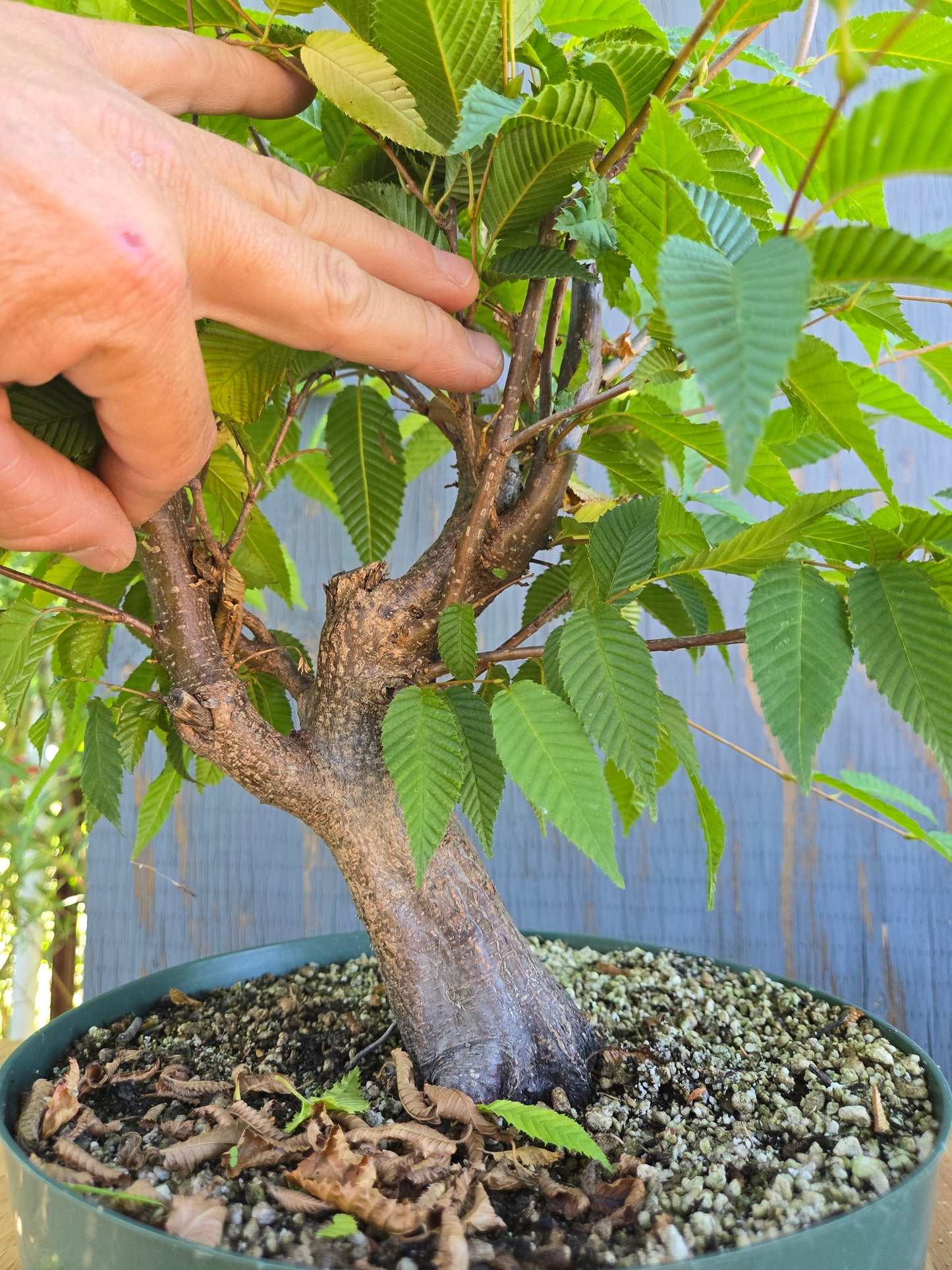 Carpinus japonica, Japanese Hornbeam, Cj AUG 01