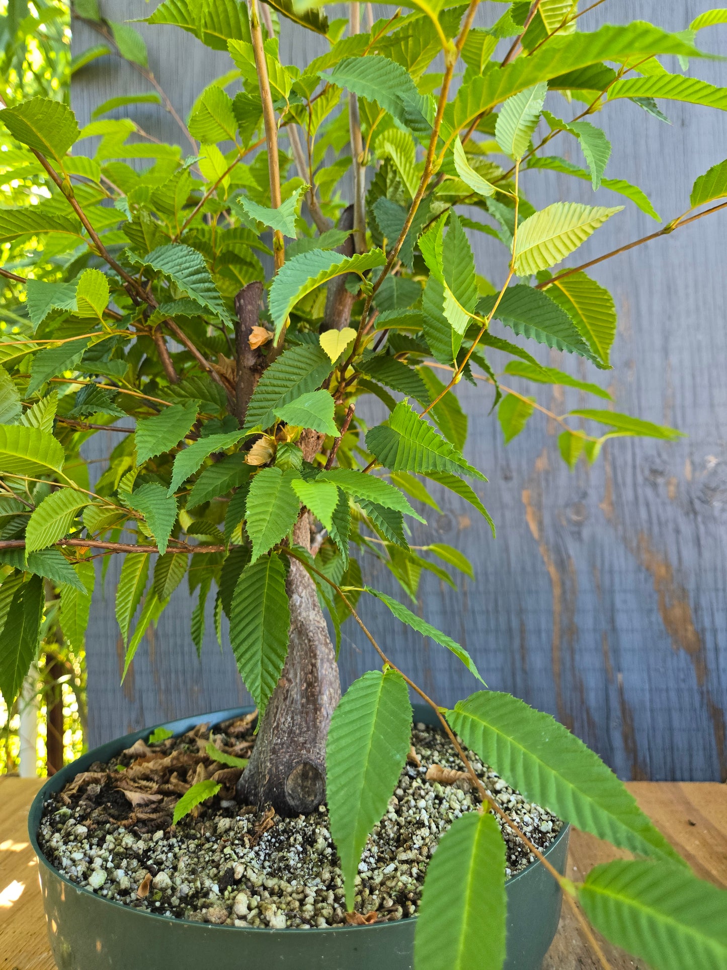 Carpinus japonica, Japanese Hornbeam, Cj AUG 01