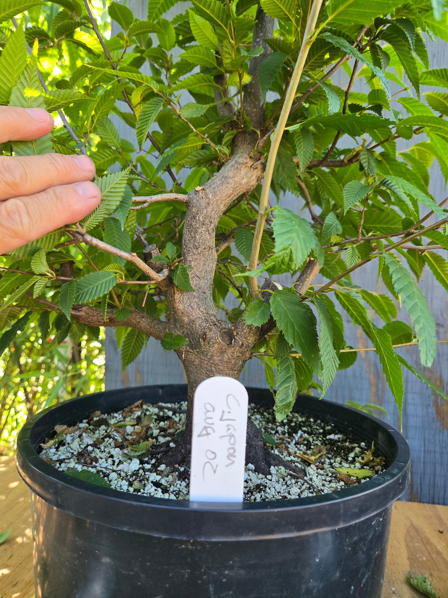 Carpinus japonica, Japanese Hornbeam, Cj AUG 02