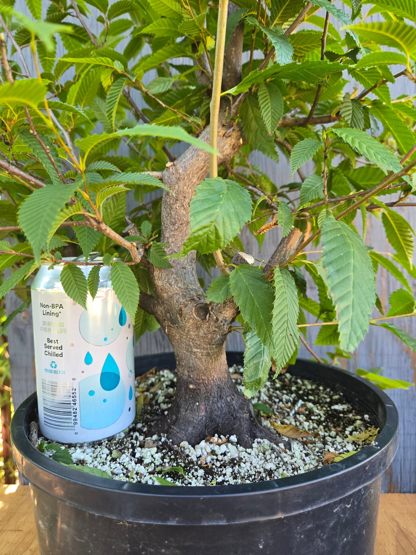 Carpinus japonica, Japanese Hornbeam, Cj AUG 02