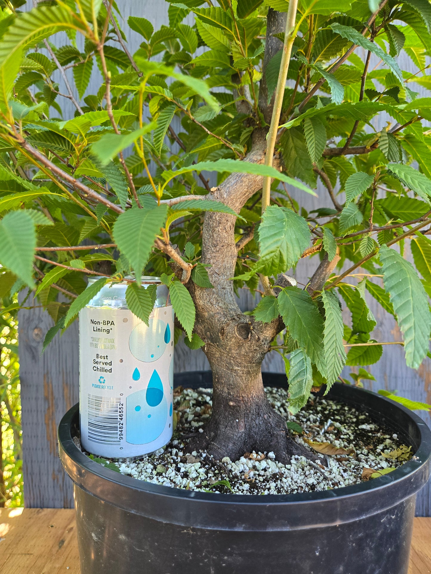 Carpinus japonica, Japanese Hornbeam, Cj AUG 02