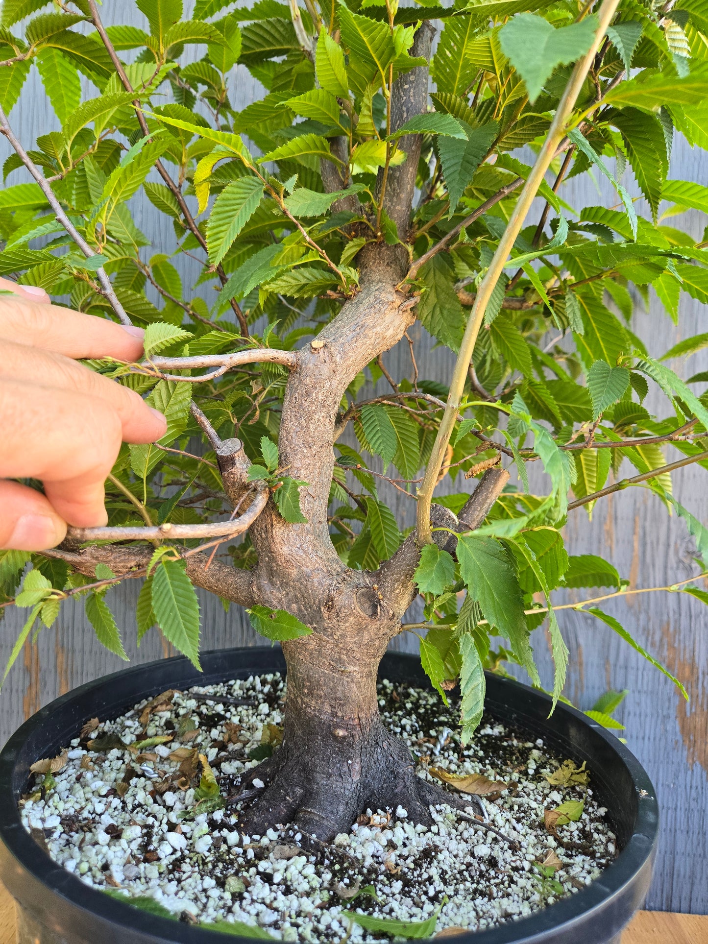 Carpinus japonica, Japanese Hornbeam, Cj AUG 02