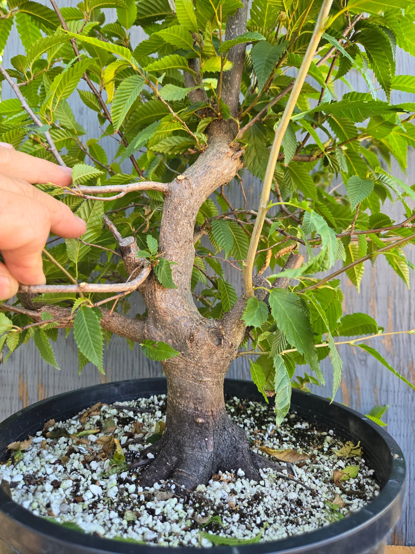 Carpinus japonica, Japanese Hornbeam, Cj AUG 02