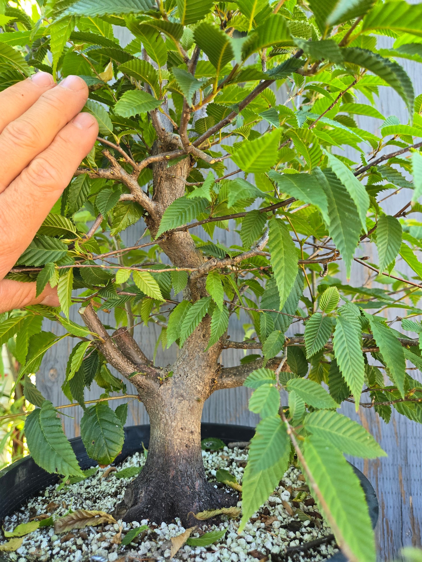 Carpinus japonica, Japanese Hornbeam, Cj AUG 02