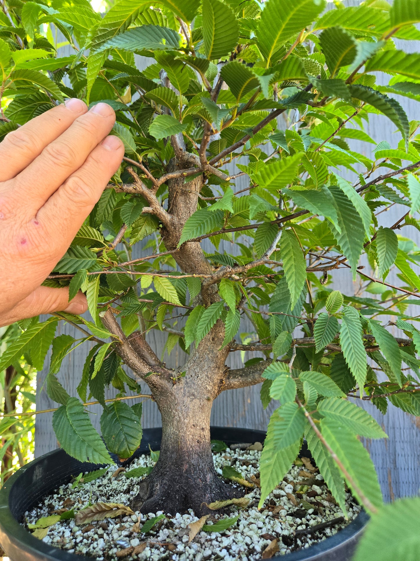 Carpinus japonica, Japanese Hornbeam, Cj AUG 02