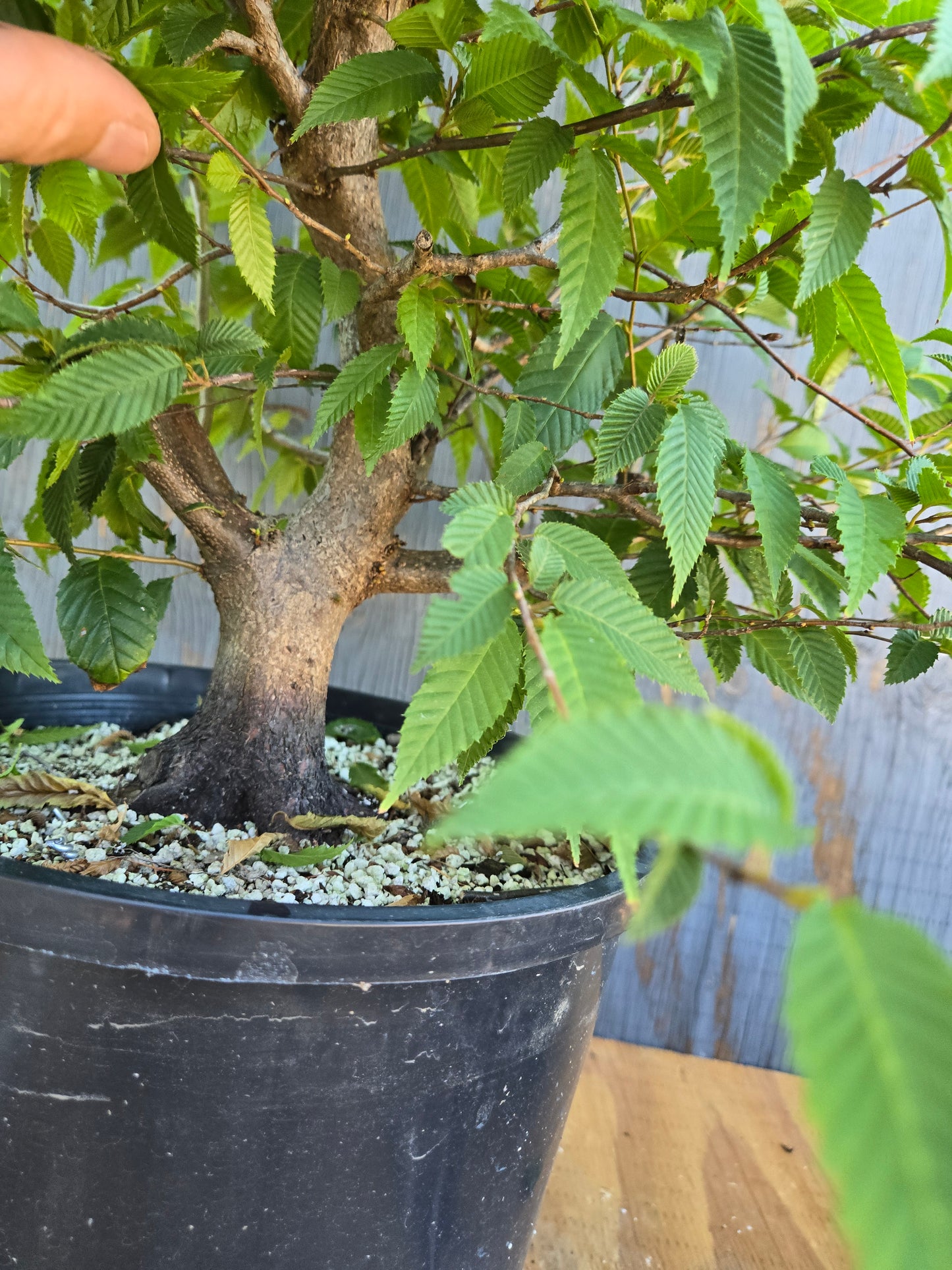 Carpinus japonica, Japanese Hornbeam, Cj AUG 02