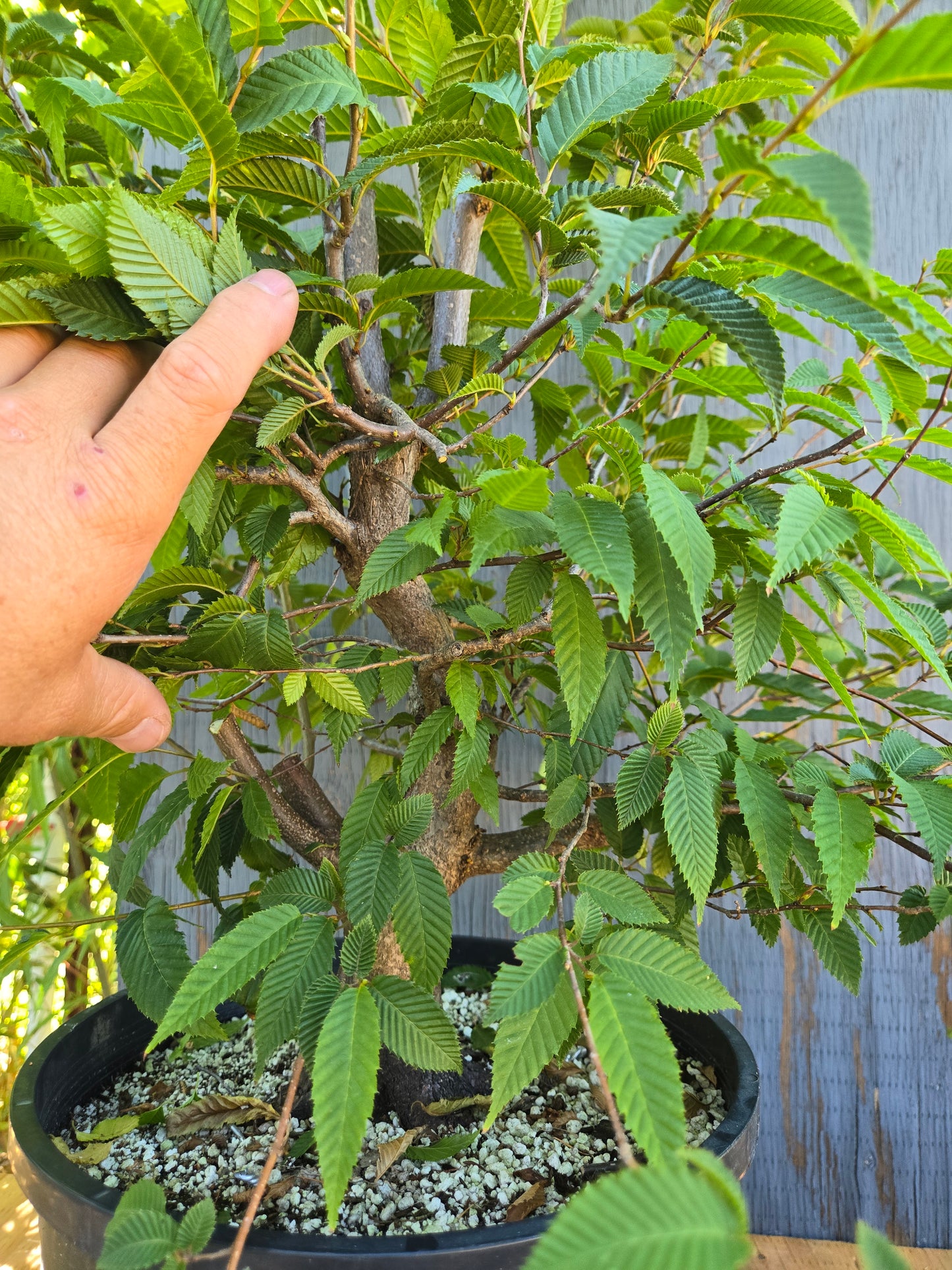 Carpinus japonica, Japanese Hornbeam, Cj AUG 02