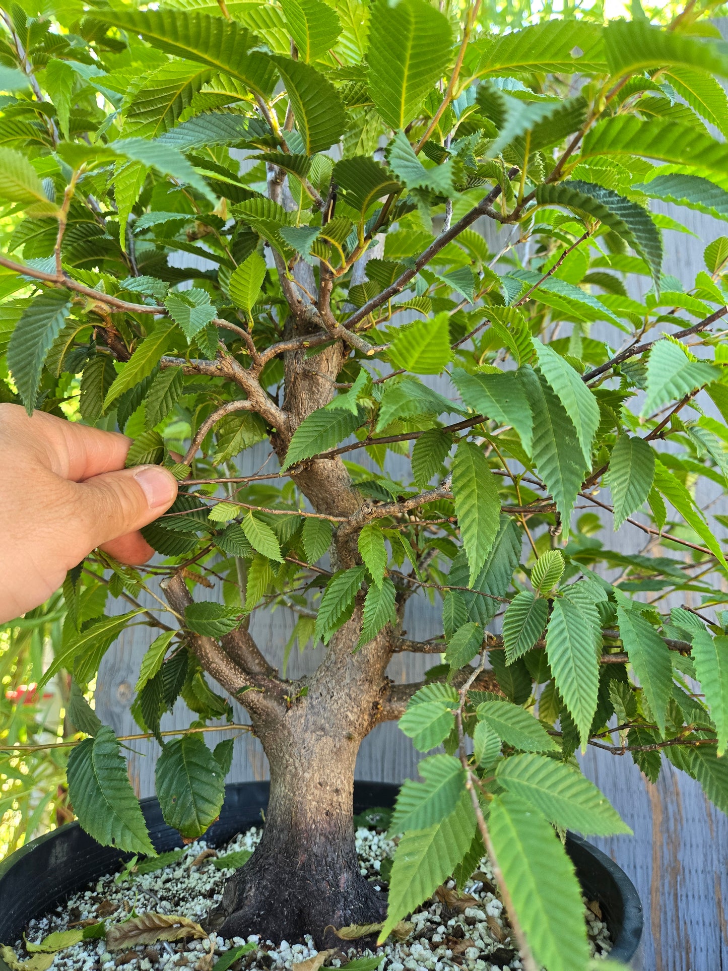 Carpinus japonica, Japanese Hornbeam, Cj AUG 02
