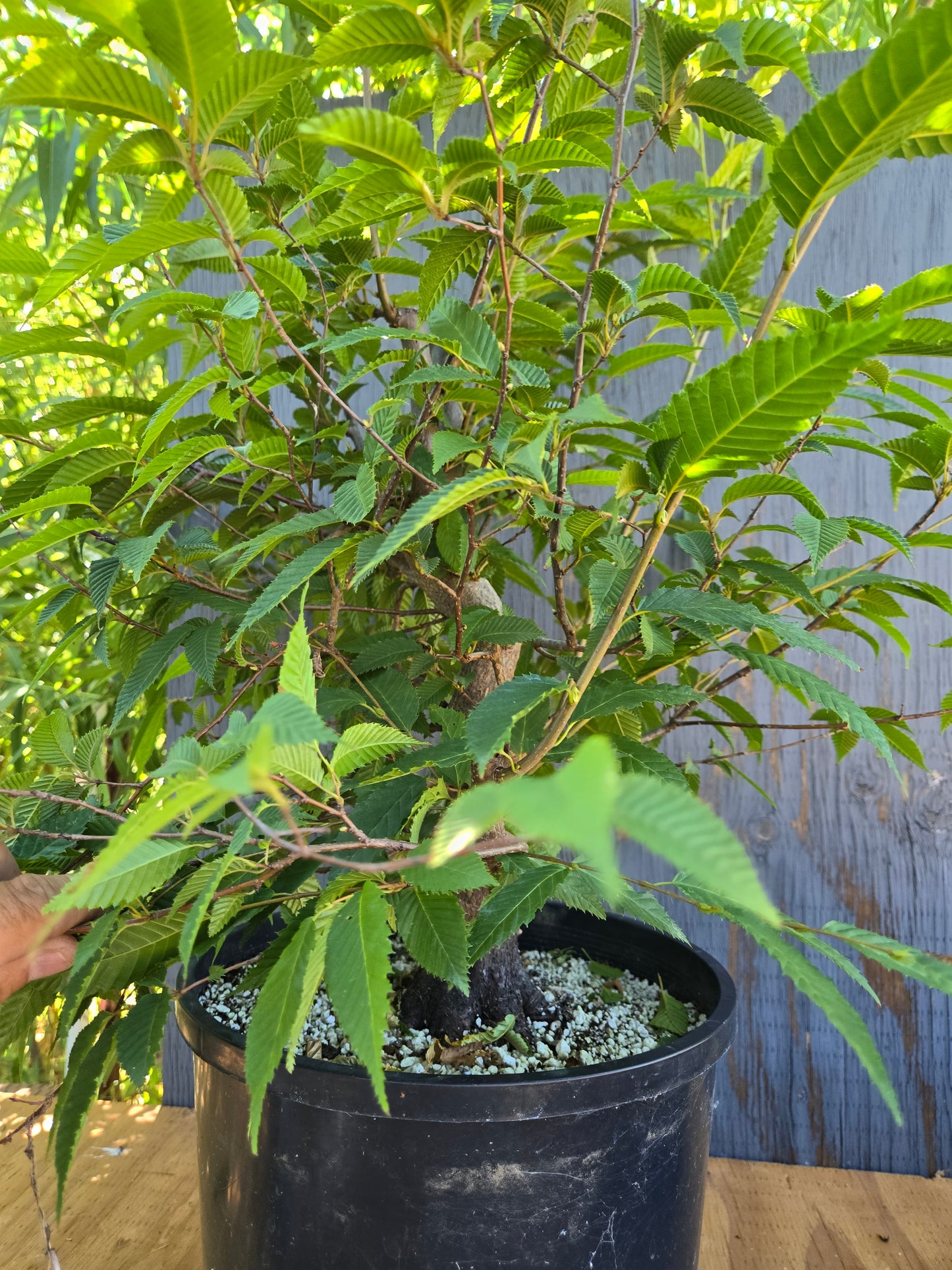 Carpinus japonica, Japanese Hornbeam, Cj AUG 02