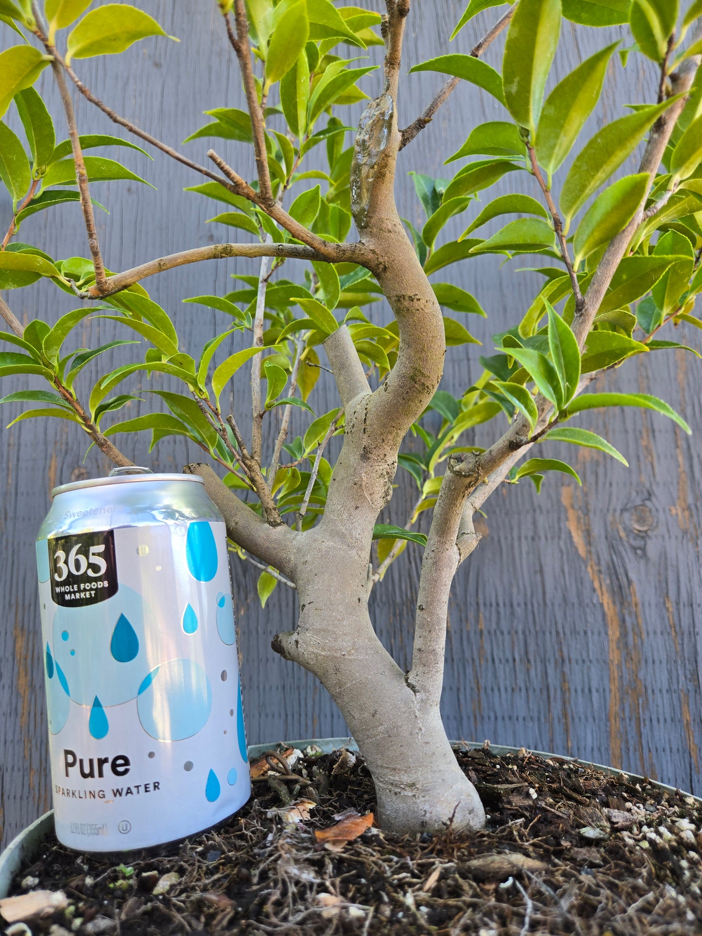 Camellia japonica x cuspidata