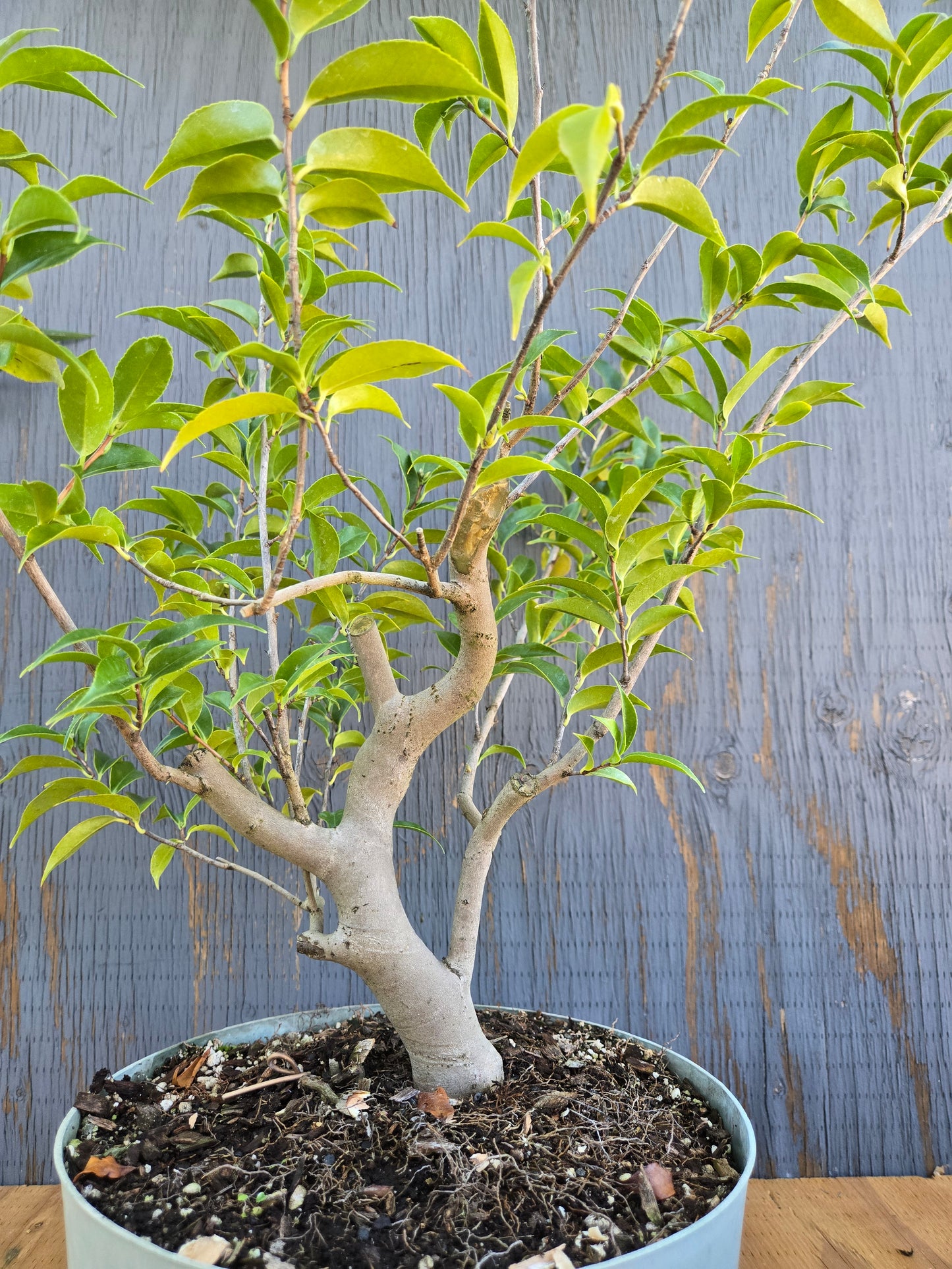 Camellia japonica x cuspidata