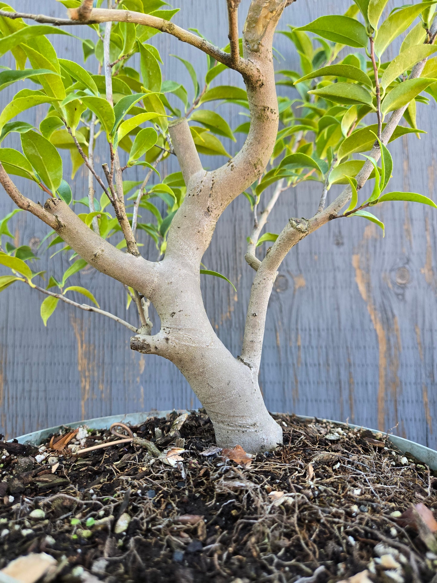 Camellia japonica x cuspidata