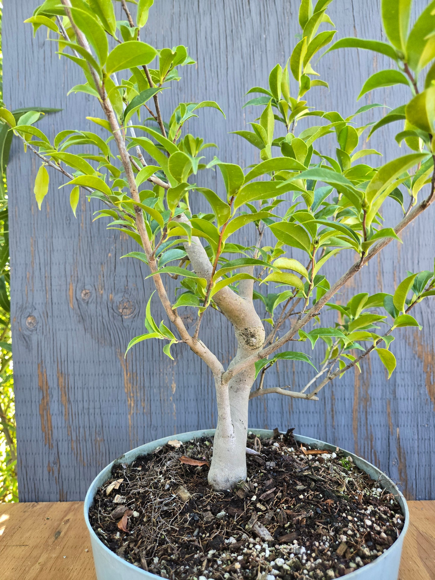 Camellia japonica x cuspidata