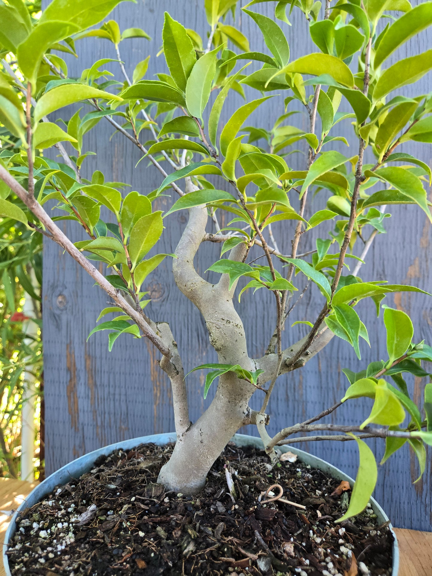 Camellia japonica x cuspidata
