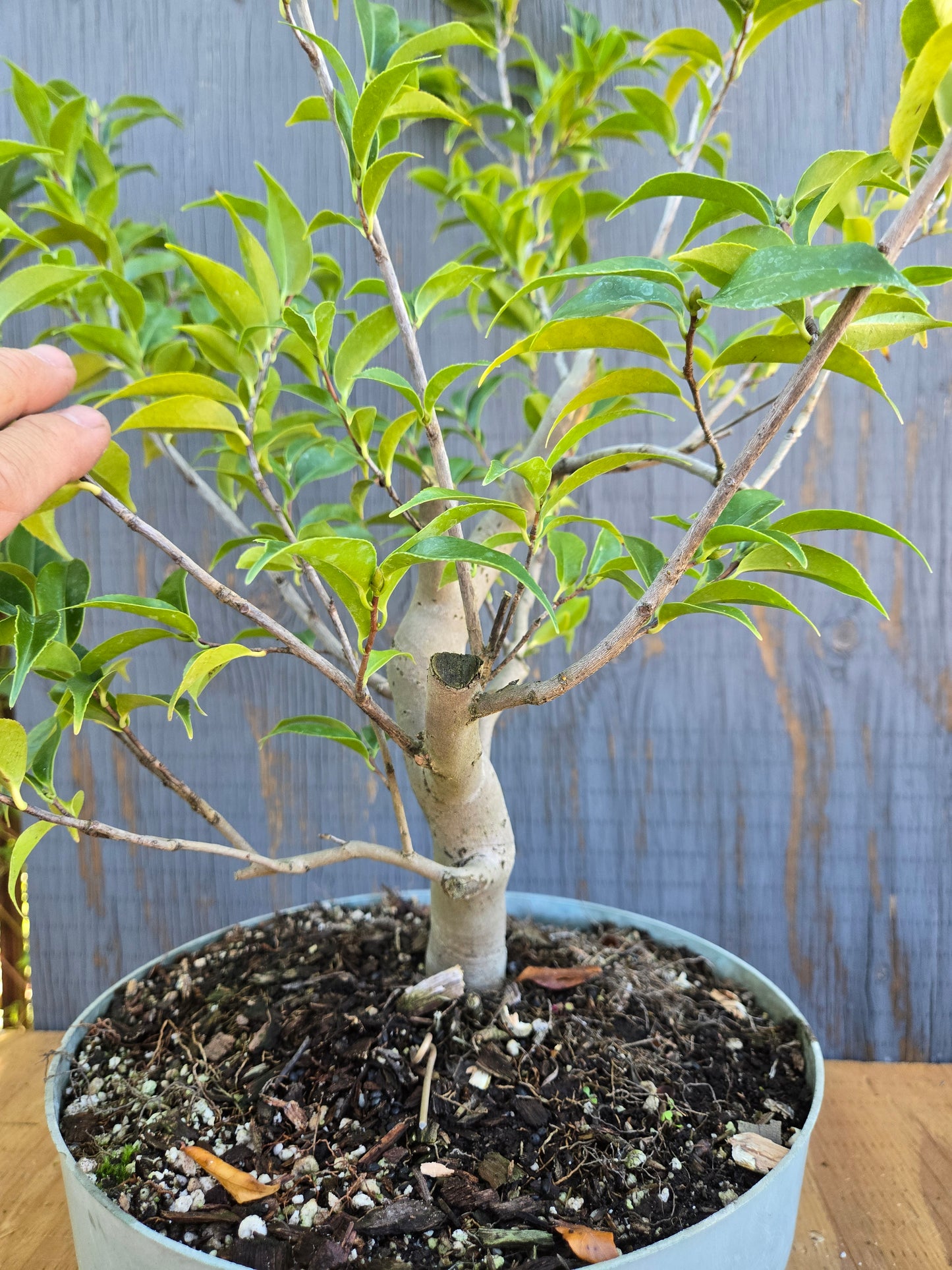 Camellia japonica x cuspidata