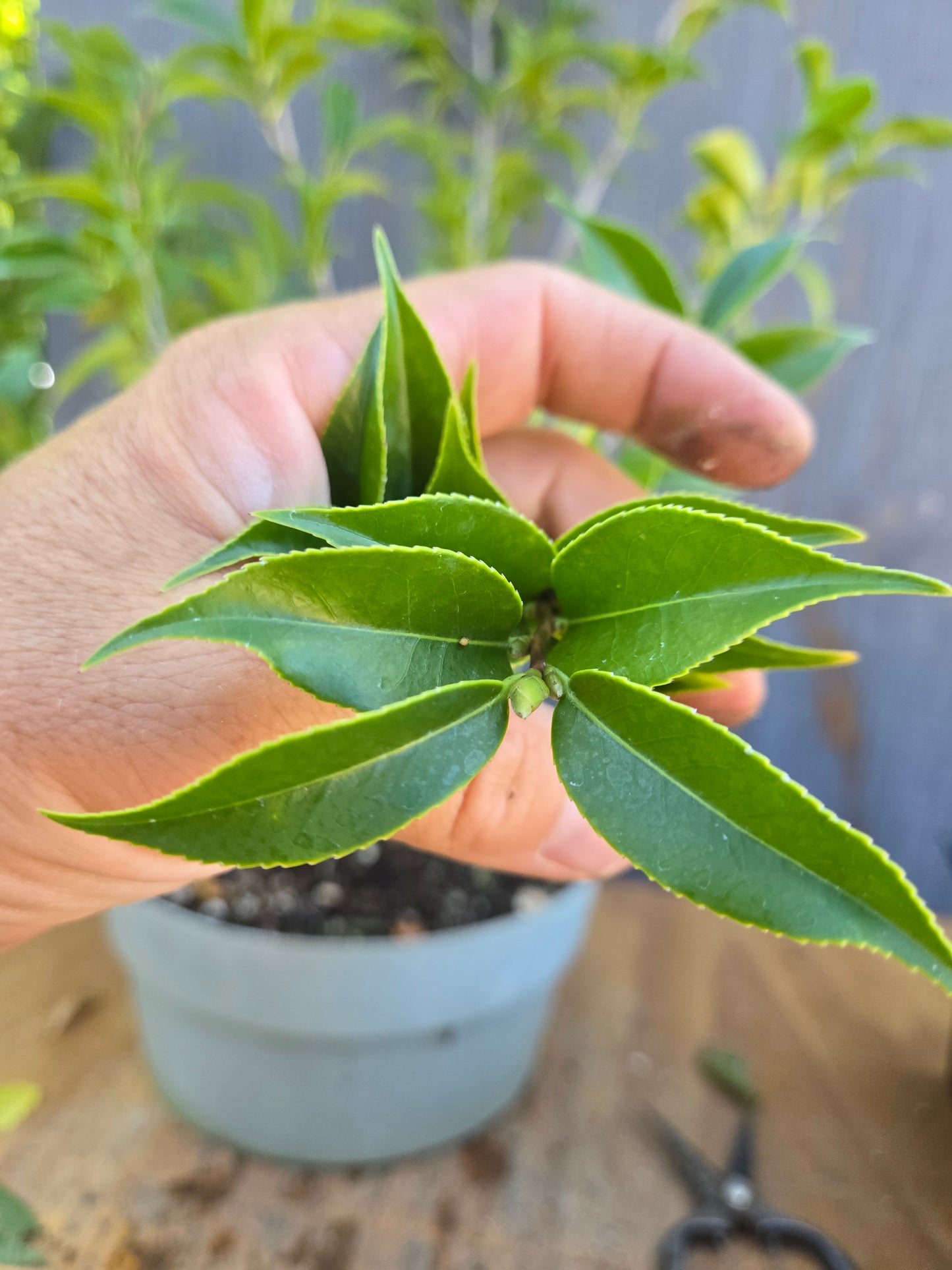 Camellia japonica x cuspidata