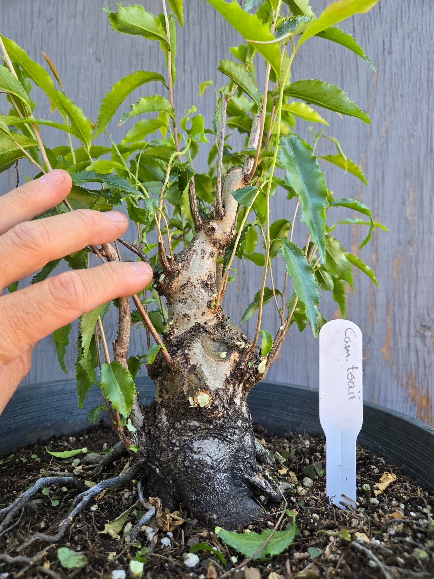 Camellia tsaii