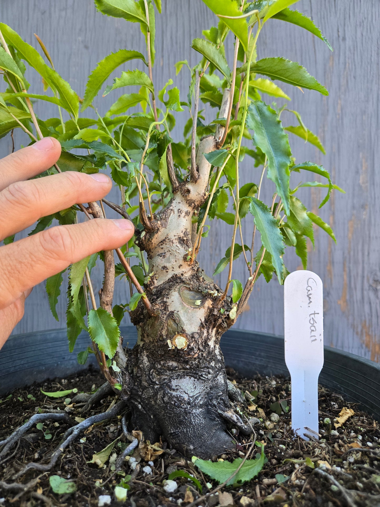 Camellia tsaii