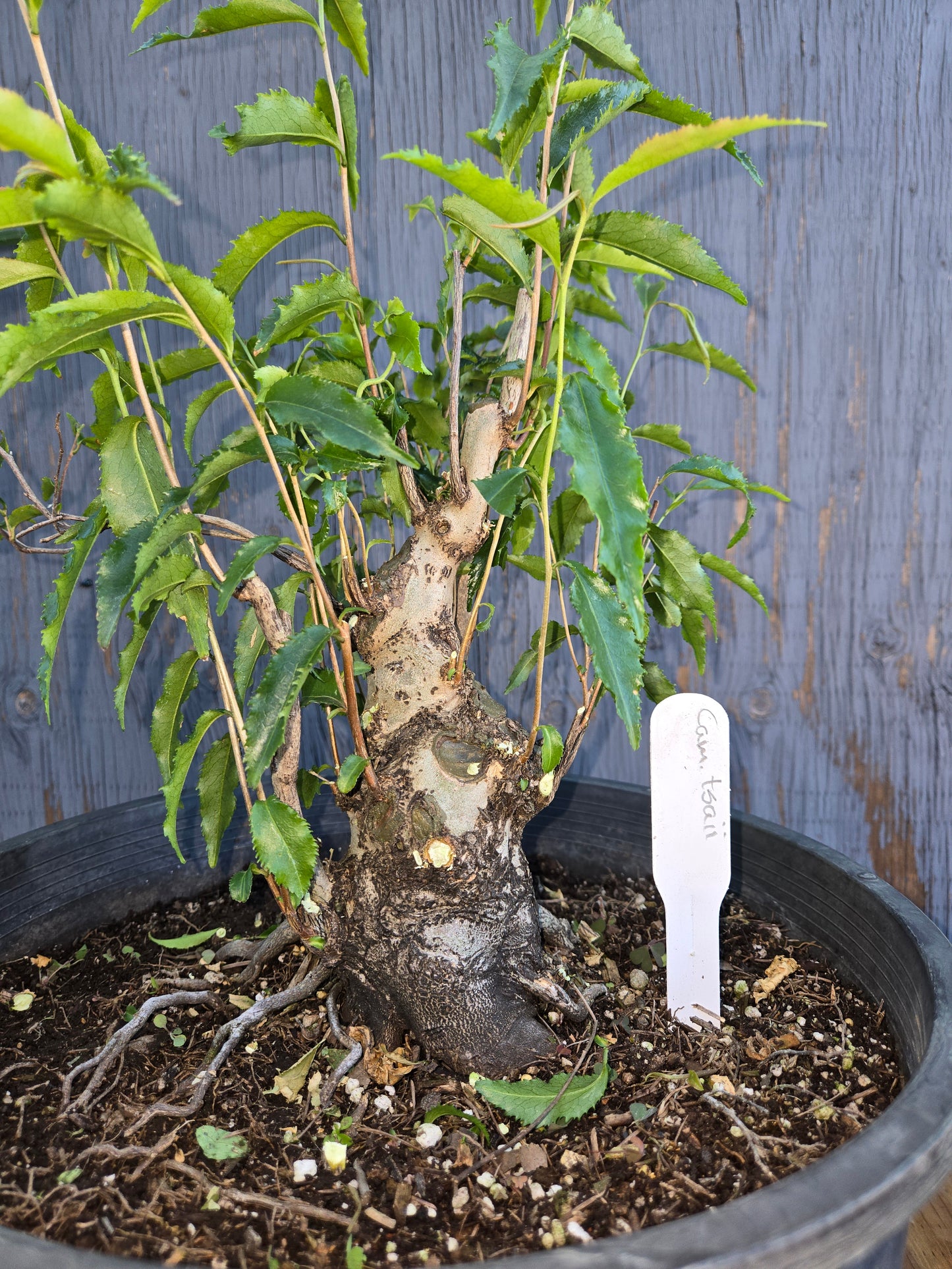 Camellia tsaii