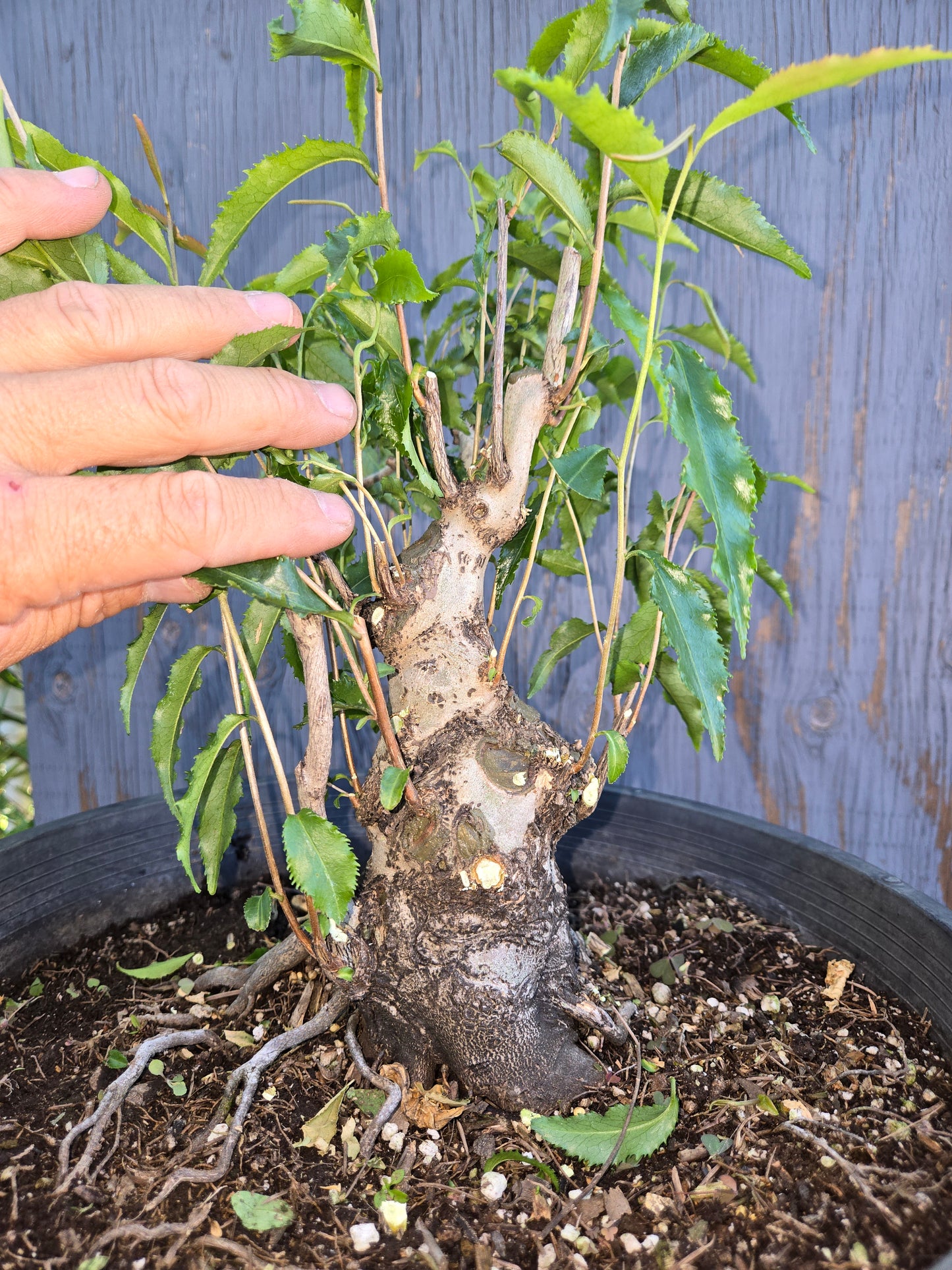 Camellia tsaii