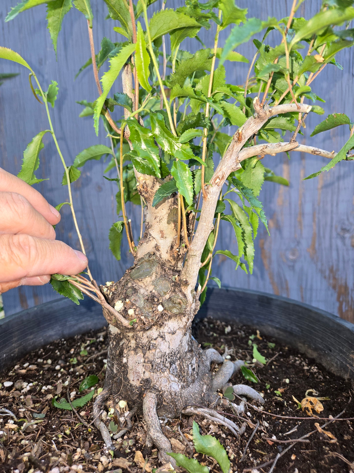 Camellia tsaii