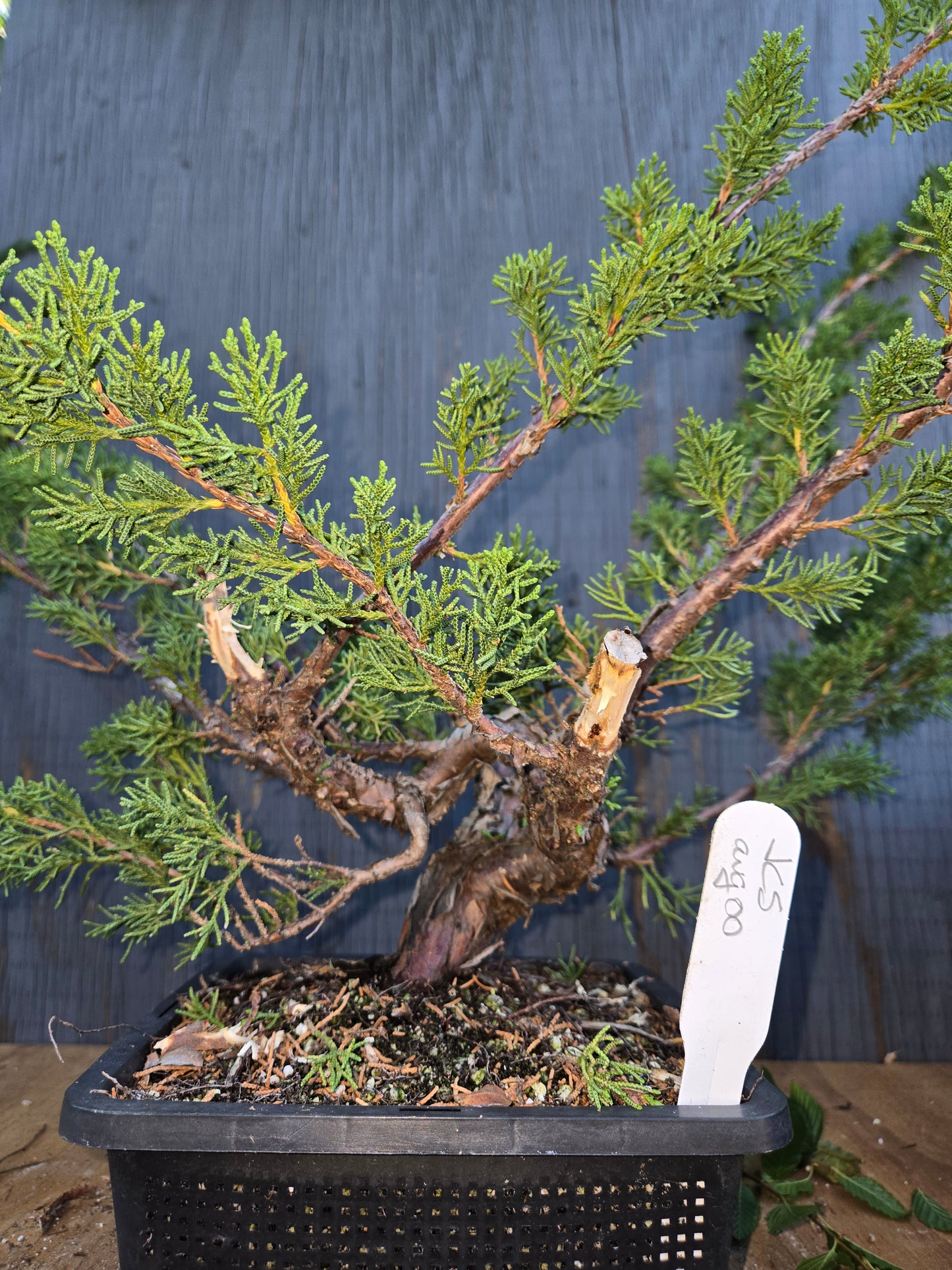 Kishu Shimpaku Juniper, JCS AUG 00